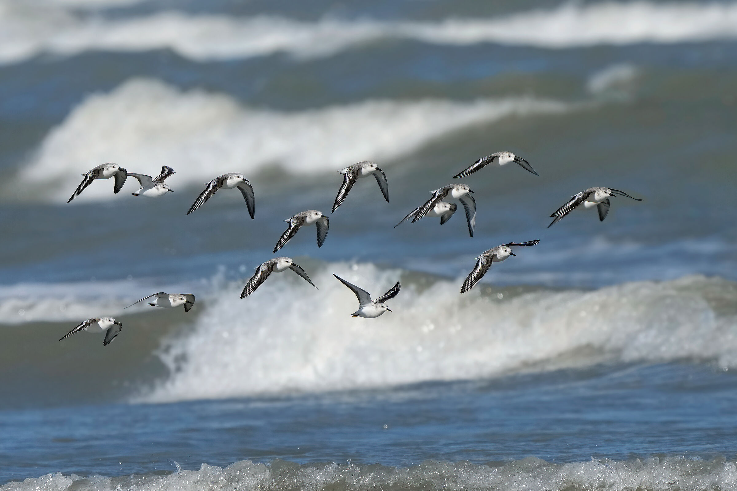 Piovanelli tridattili