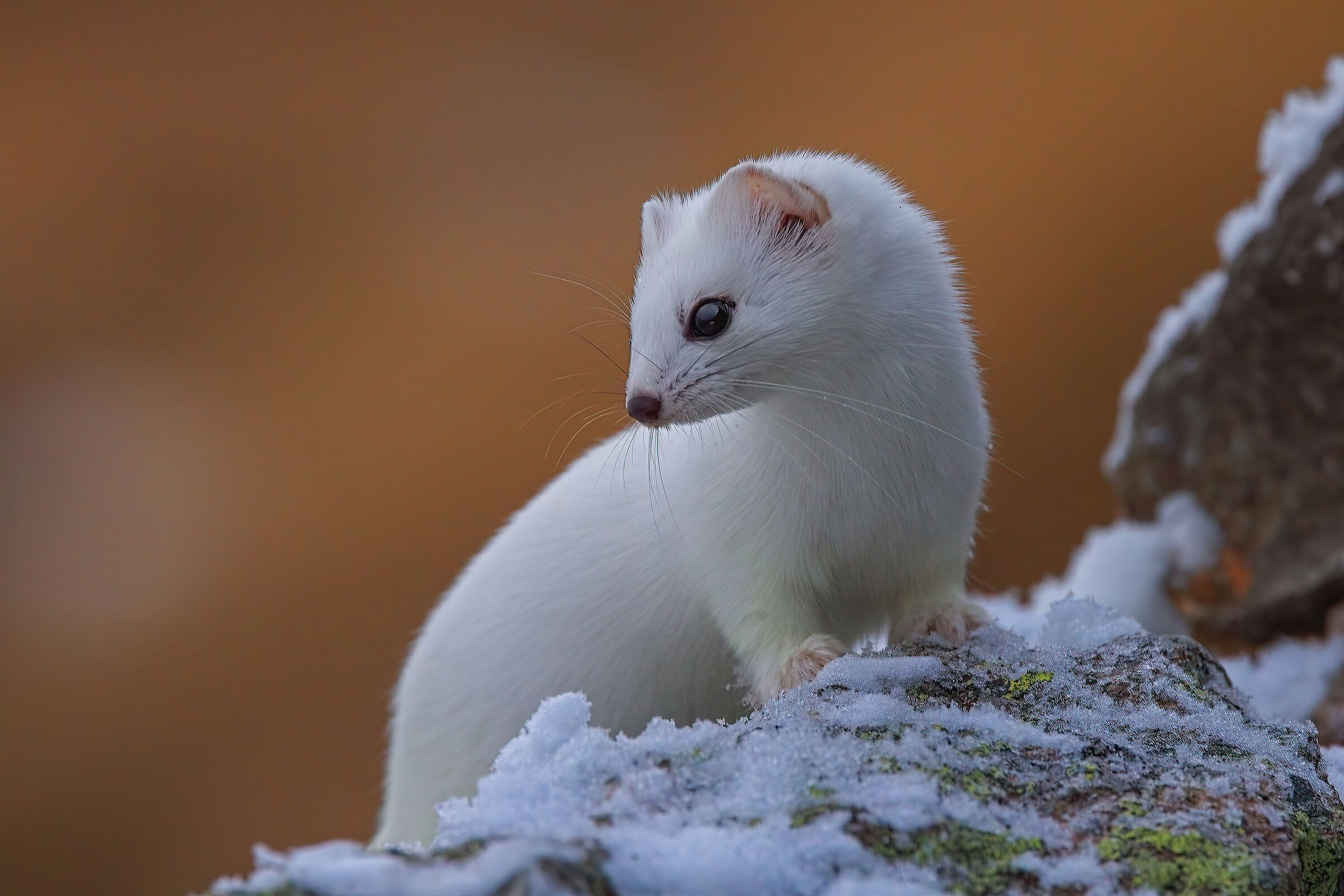 Ermine