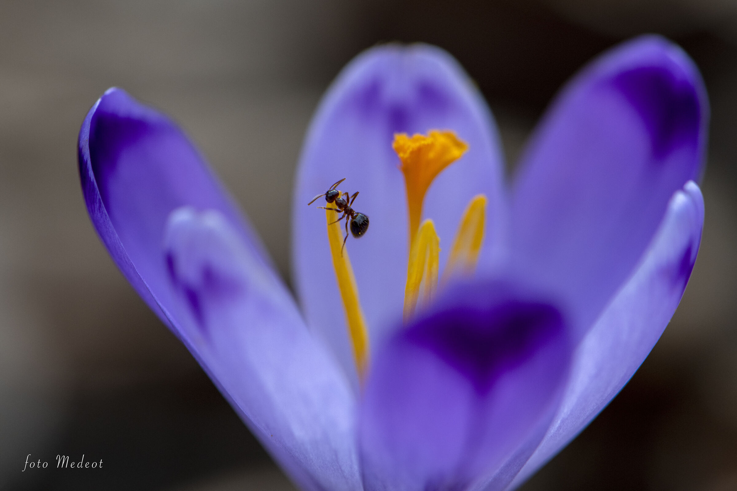 La formica sul Crocus