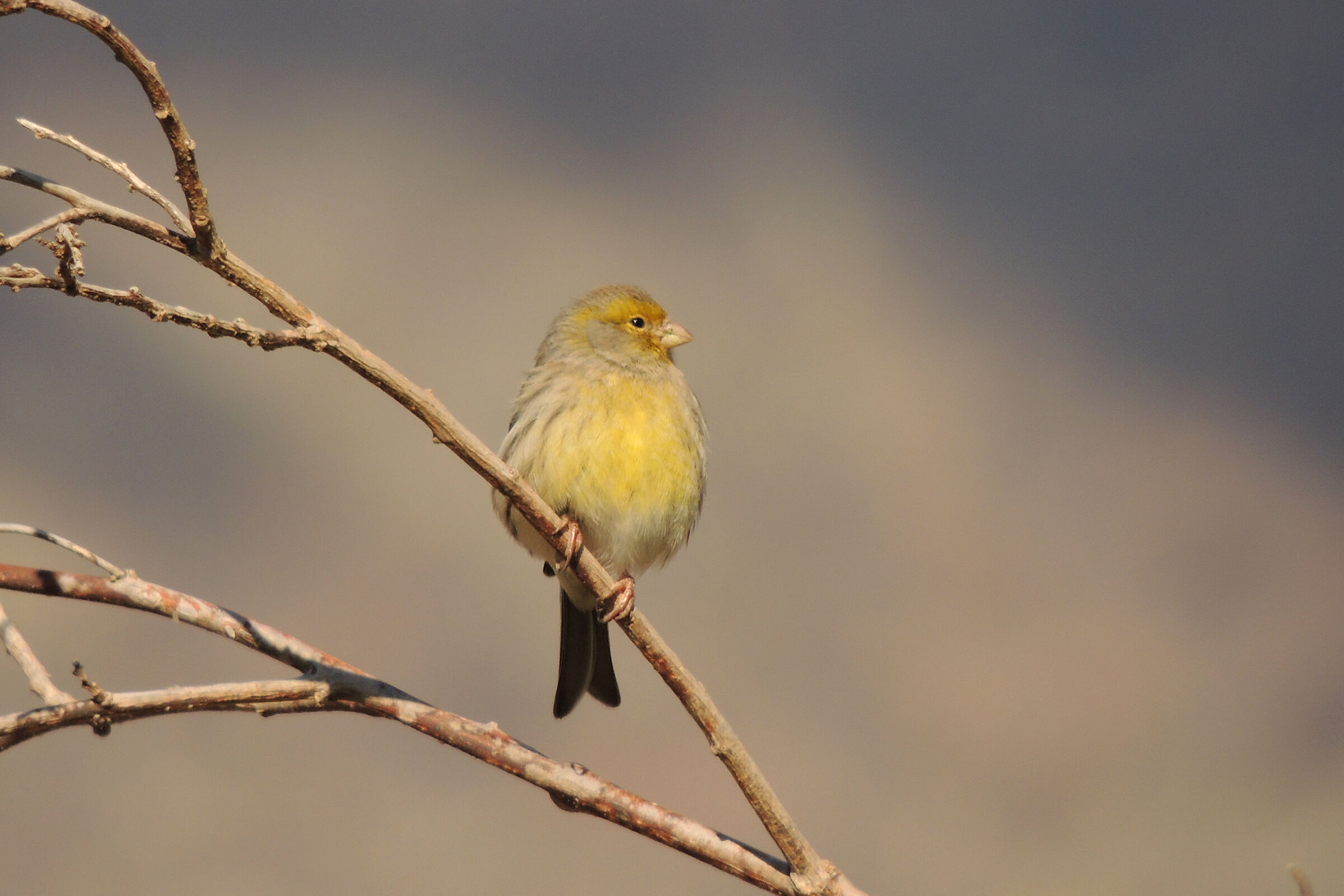 avifauna di Tenerife