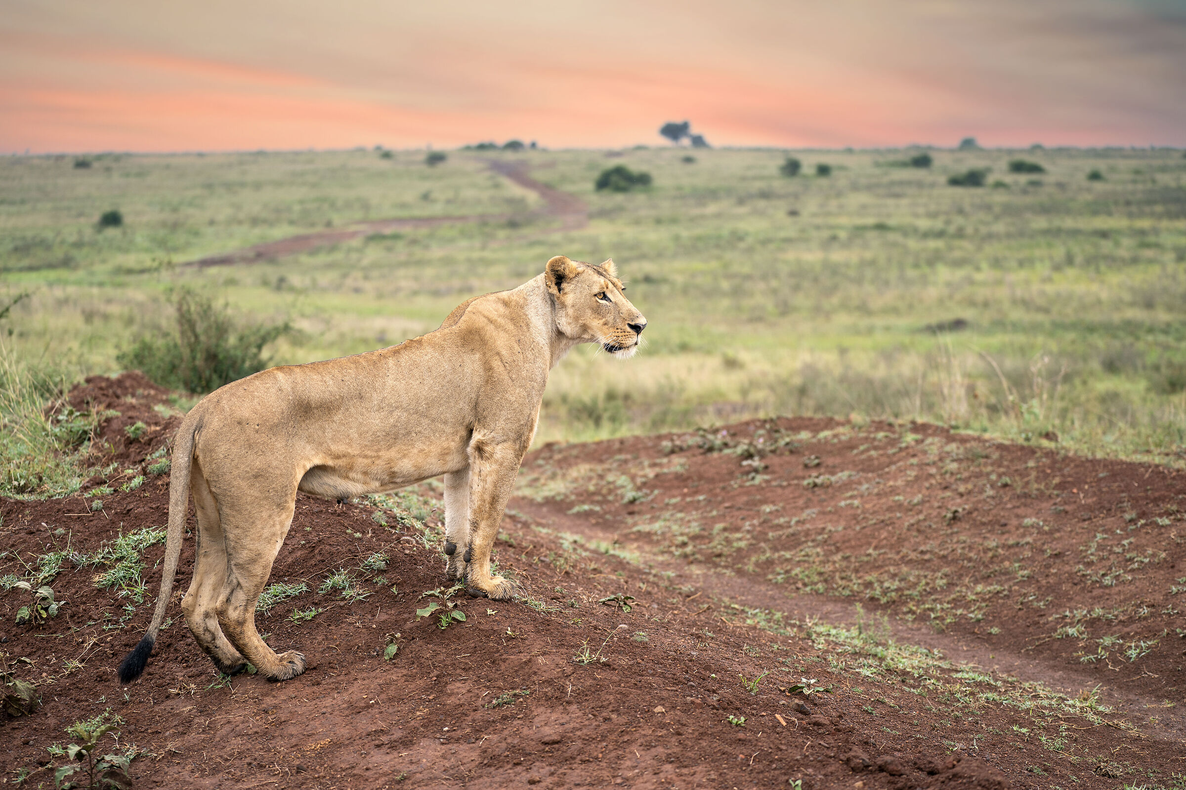 Controllo del territorio