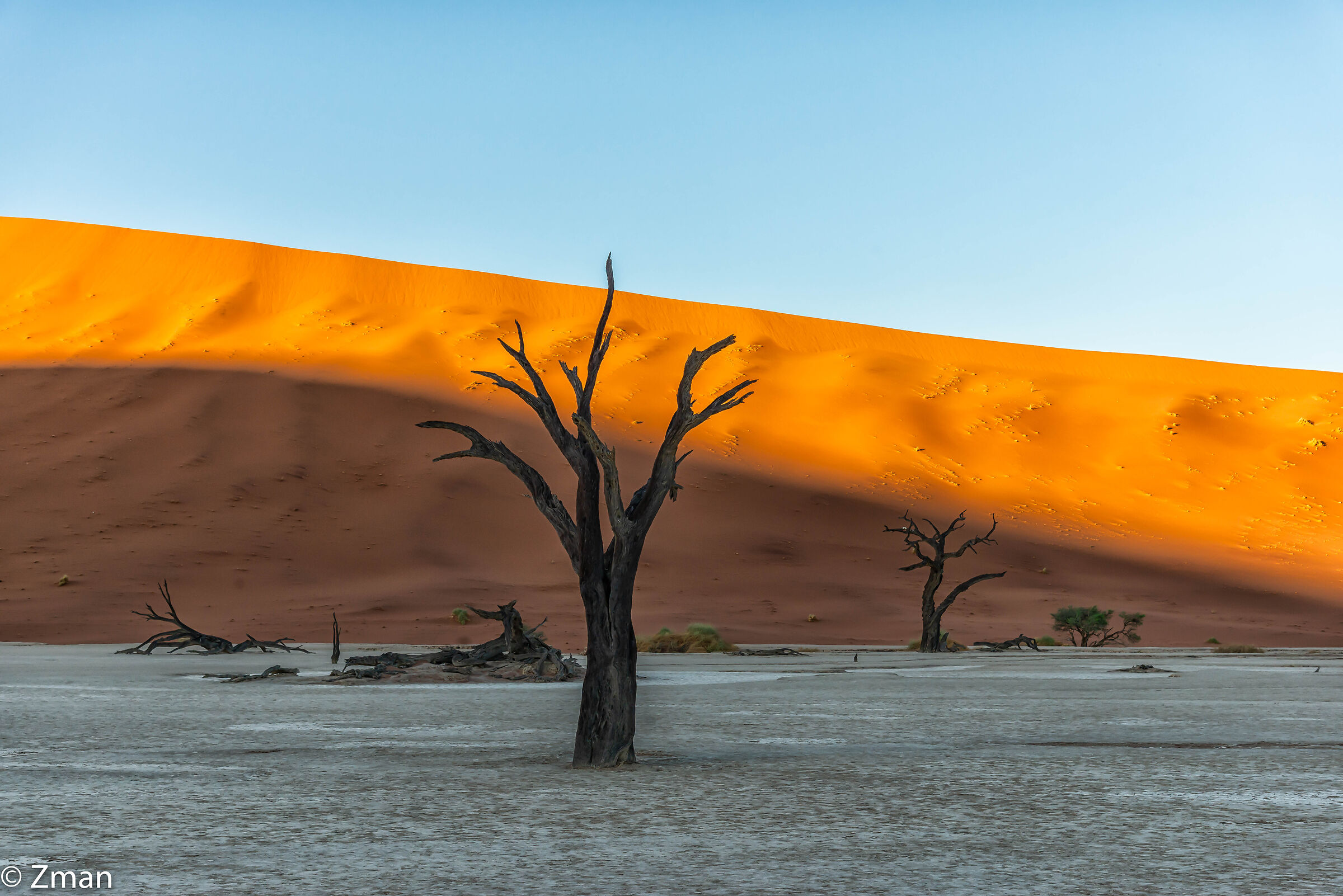 Alberi muoiono in piedi