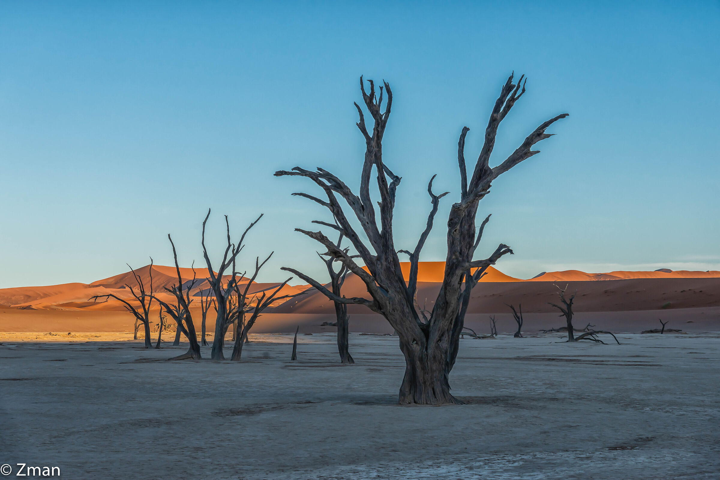 Alberi muoiono in piedi