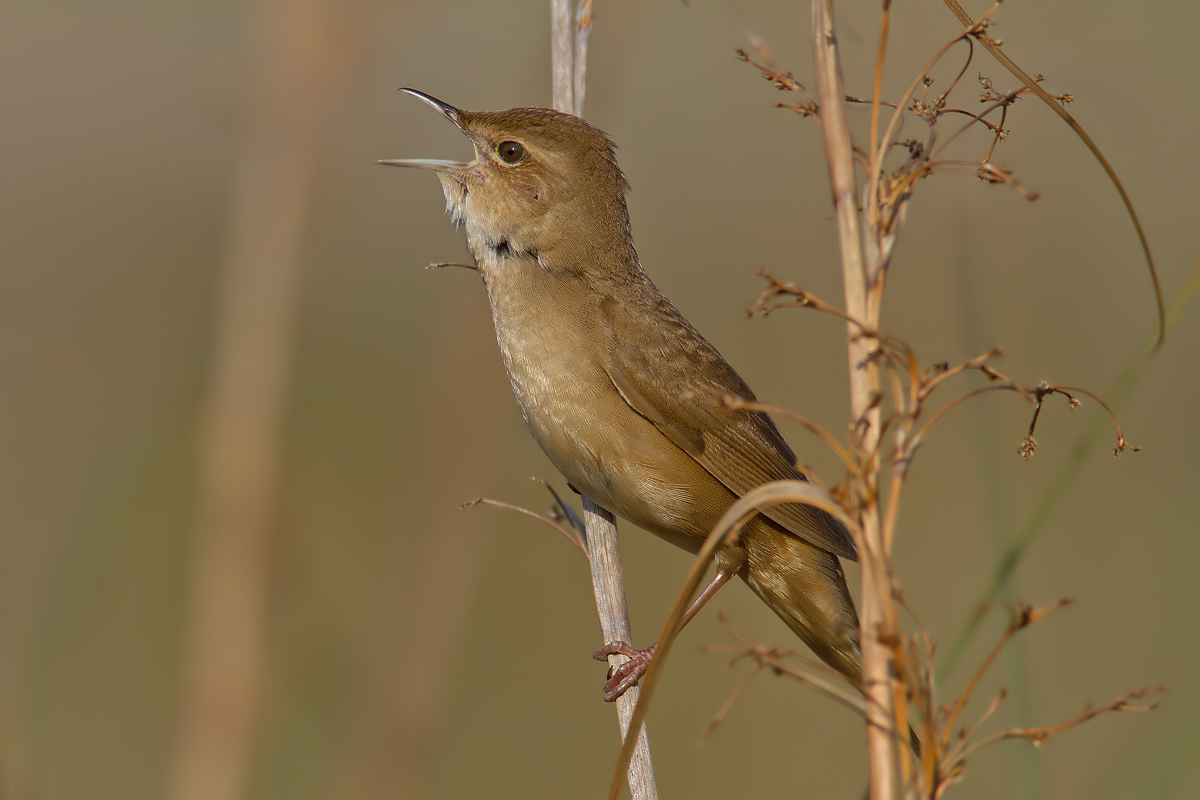 il canto della salciaiola