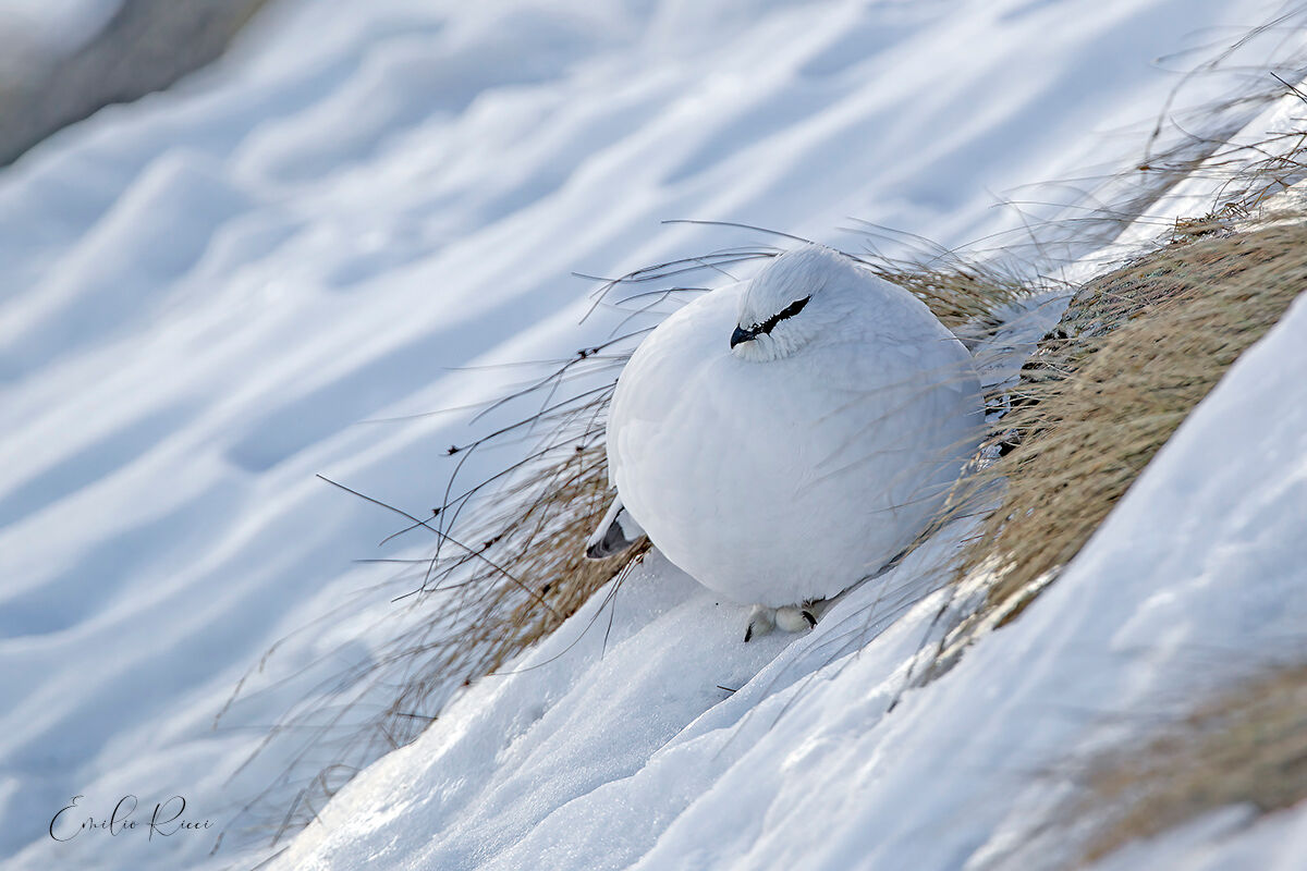 ptarmigan