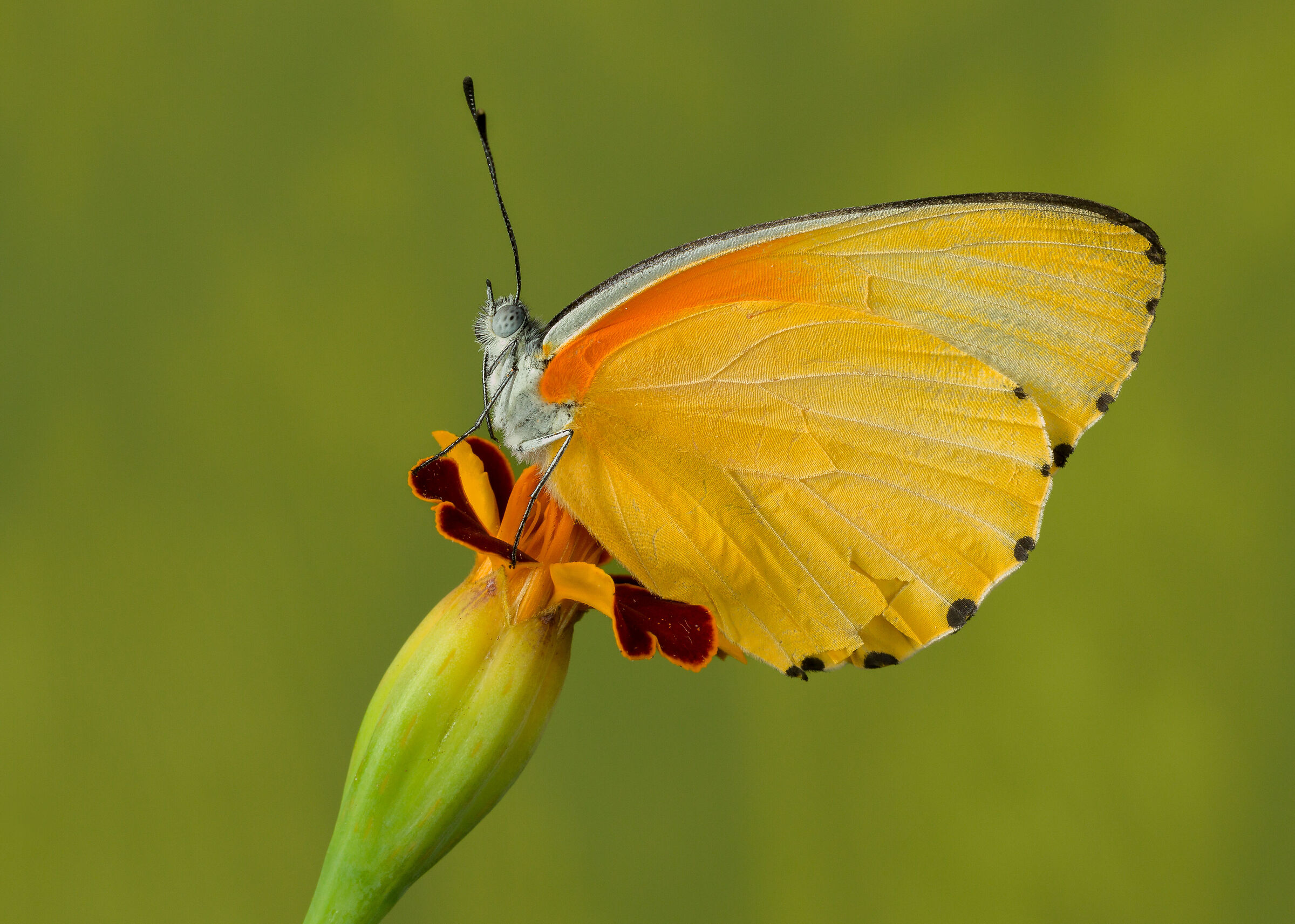 Falso bordo punteggiato -Belenois thysa thysa (2022)