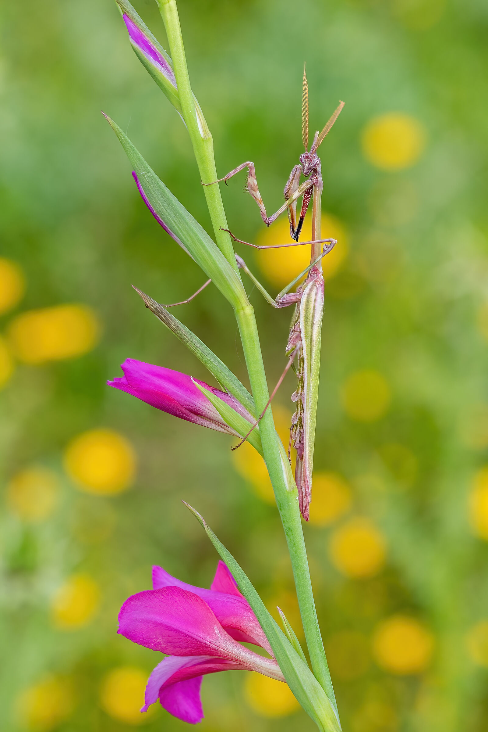 Empusa pennata (Male)