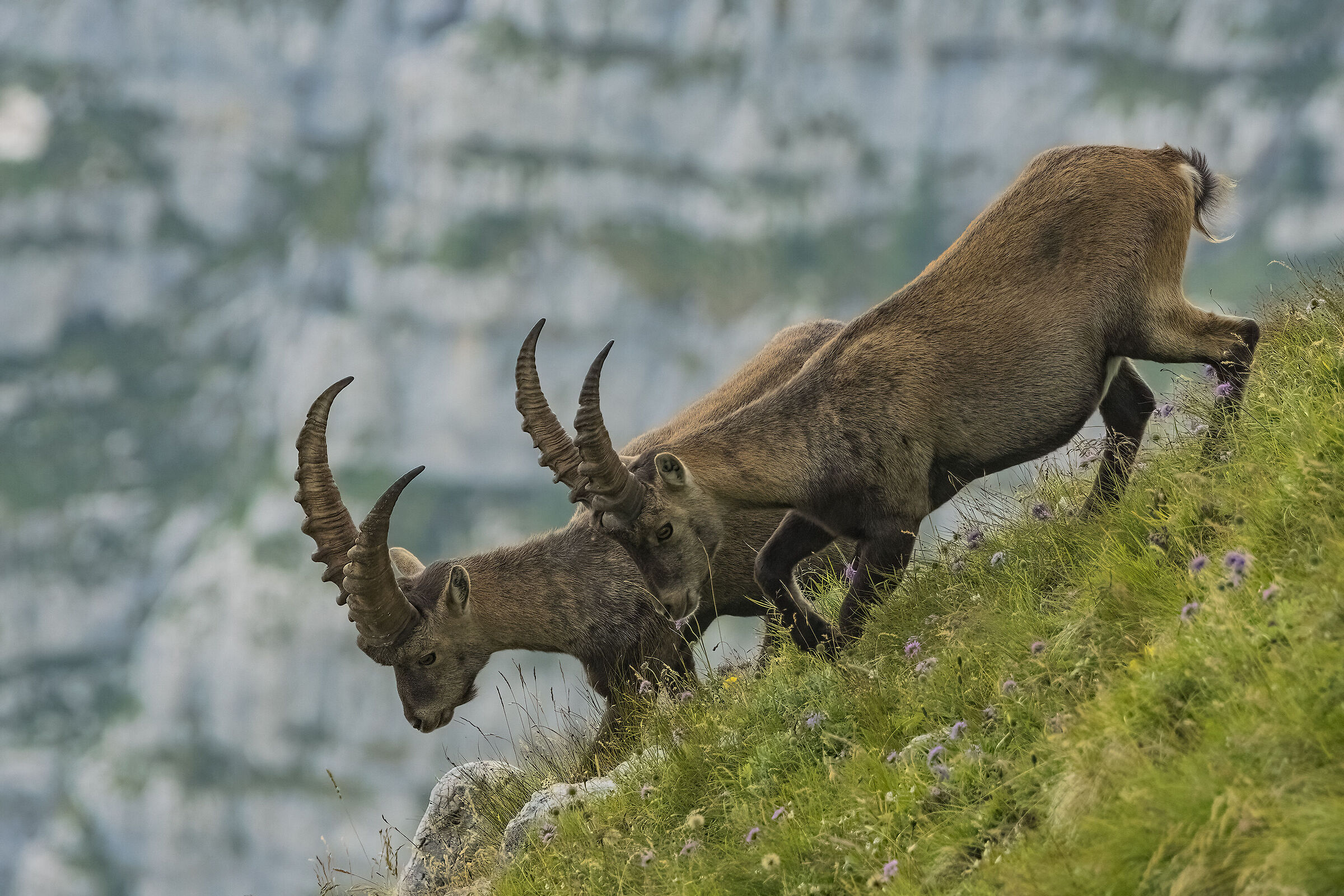 Stambecchi , discesa doppia
