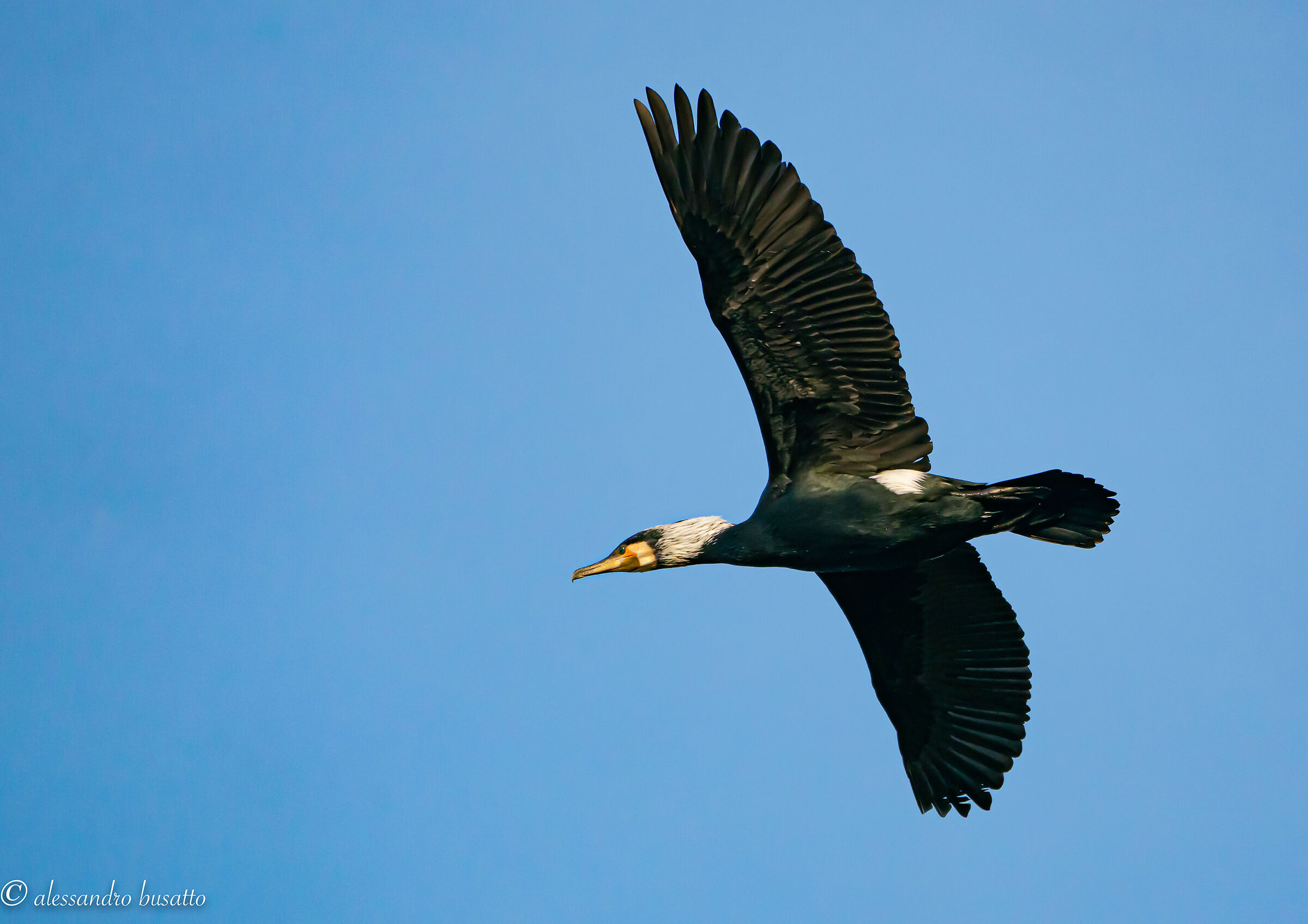 Cormorano