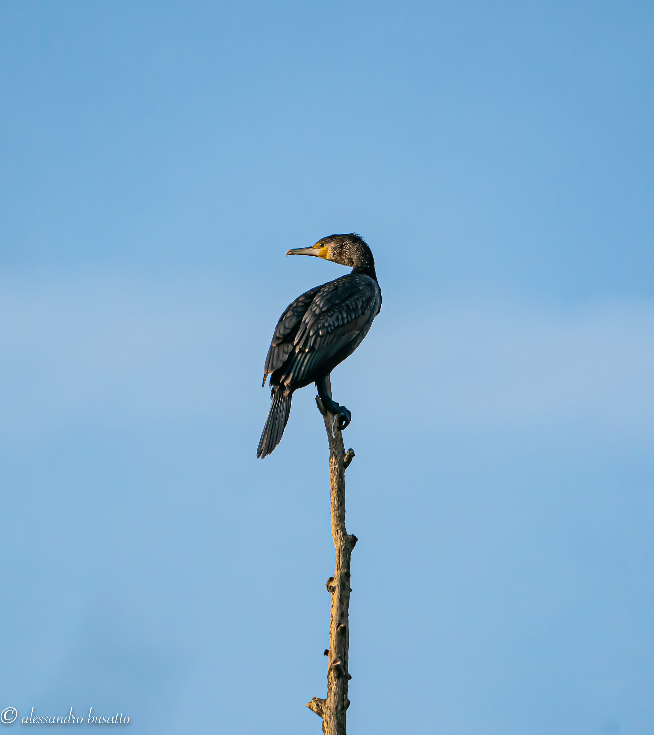 Cormorano di vedetta
