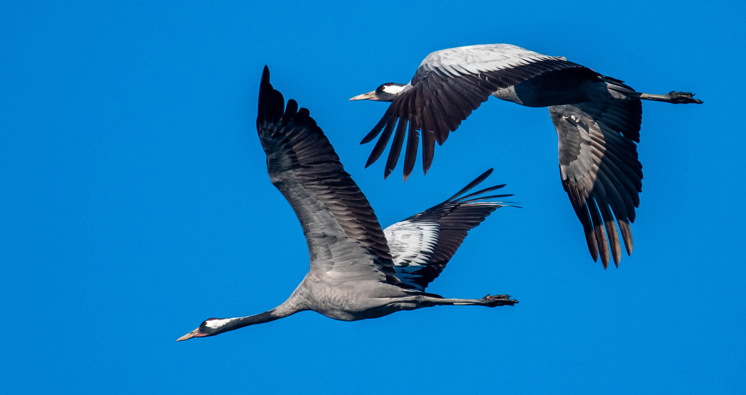 Ash cranes