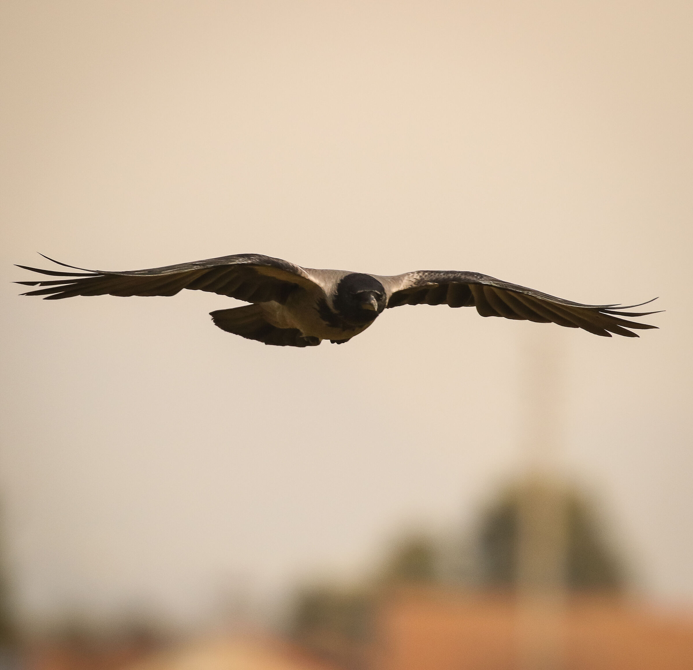 Grey crow - Cavenago di Brianza