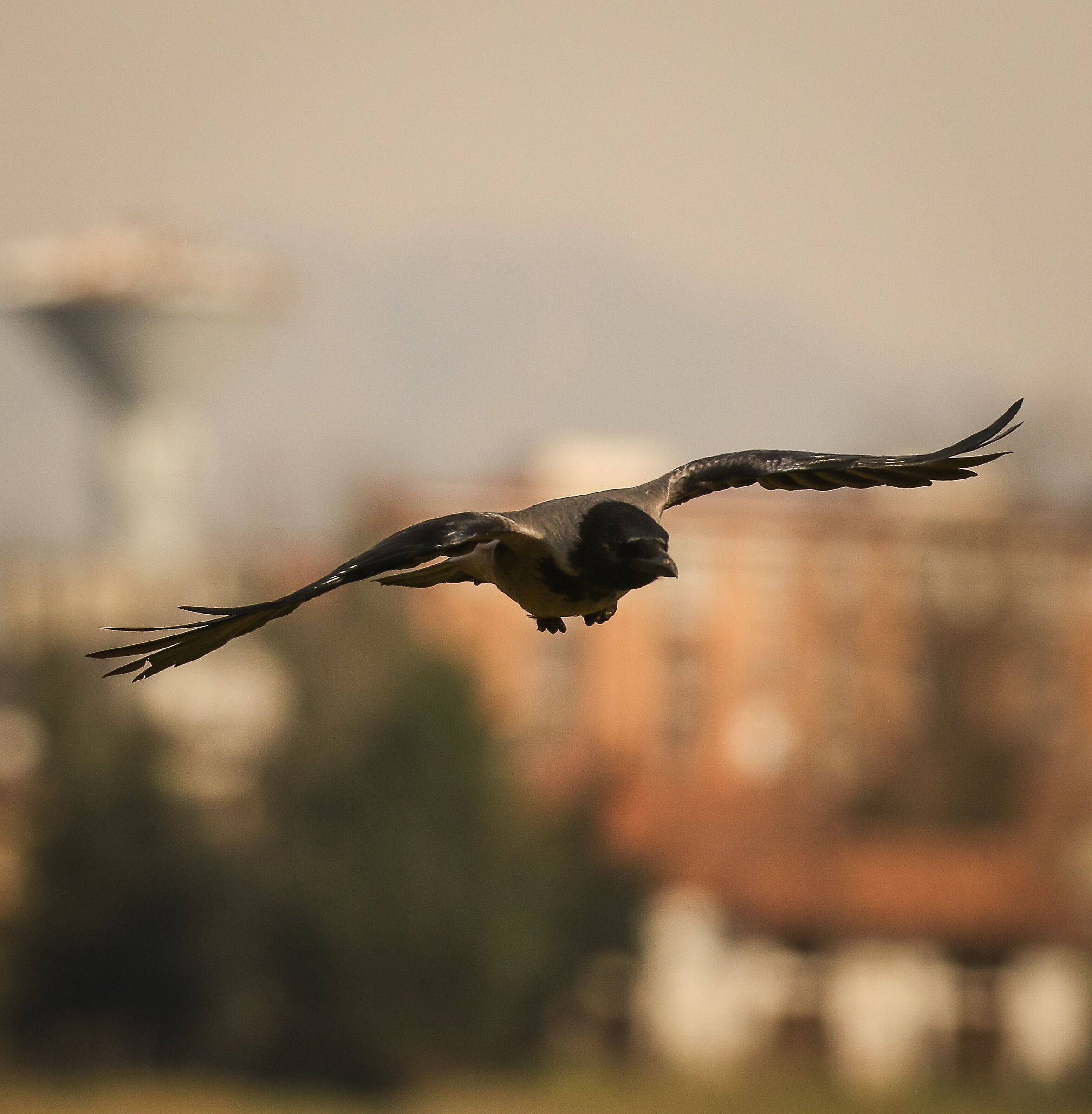 Grey crow - Cavenago di Brianza