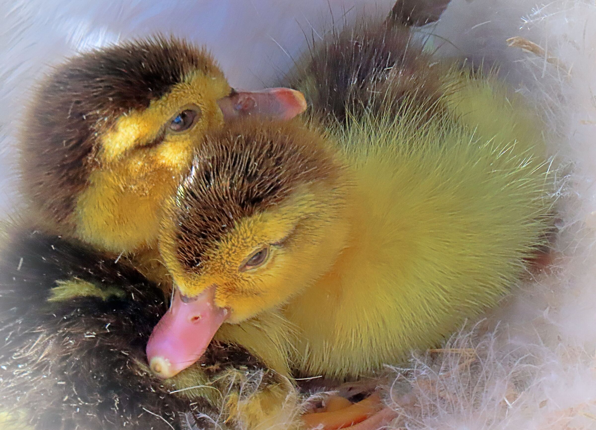 The first hatchlings