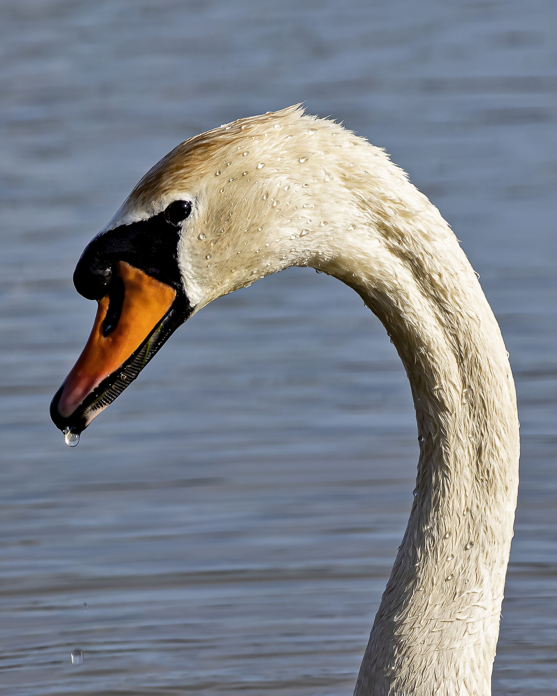 primo piano di Cigno Reale al CHM di Ostia