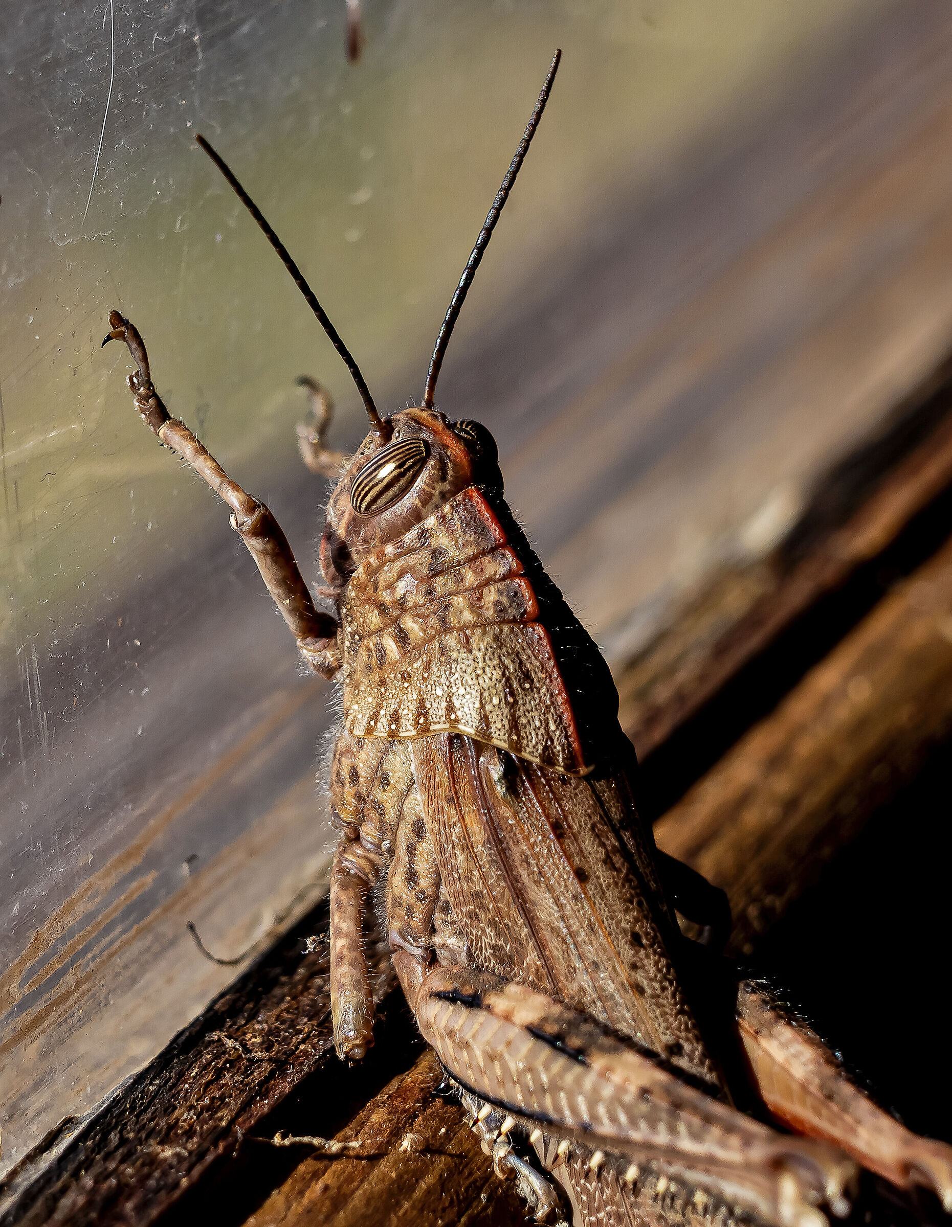 Cavalletta su vetro al CHM di Ostia