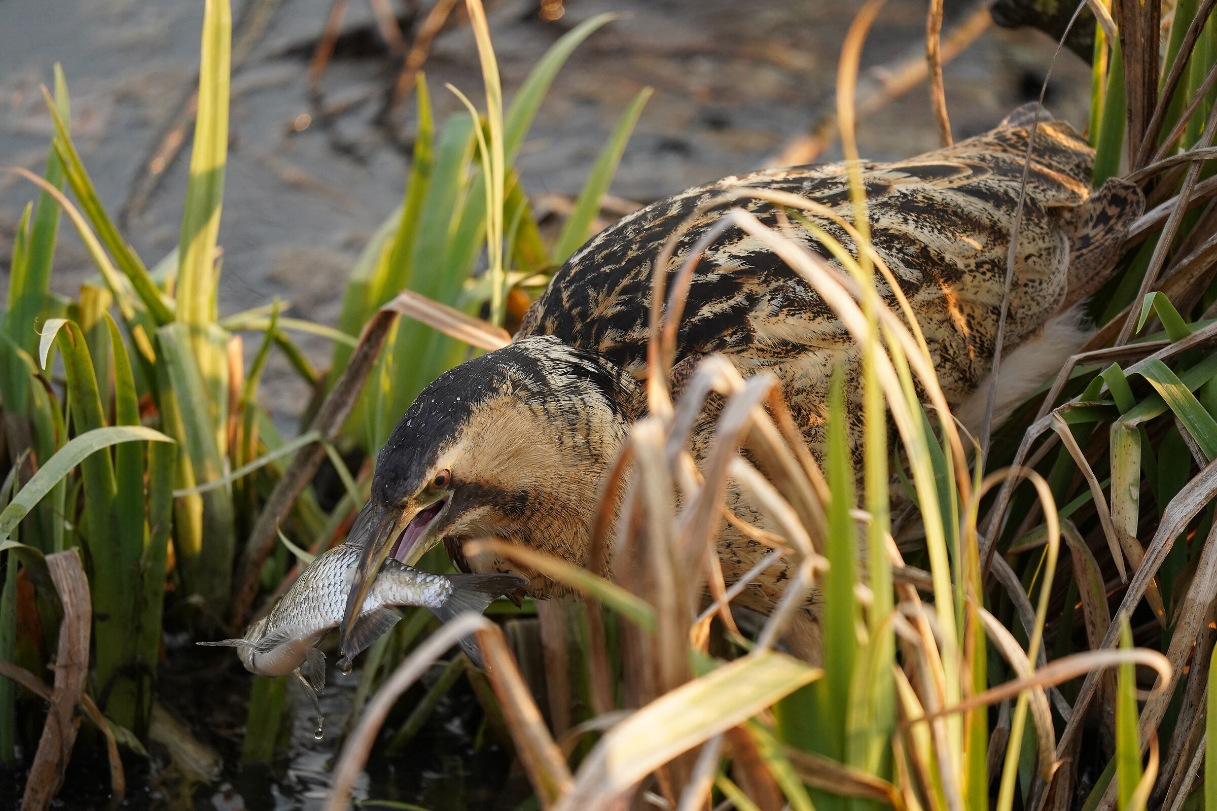 bittern set... with prey