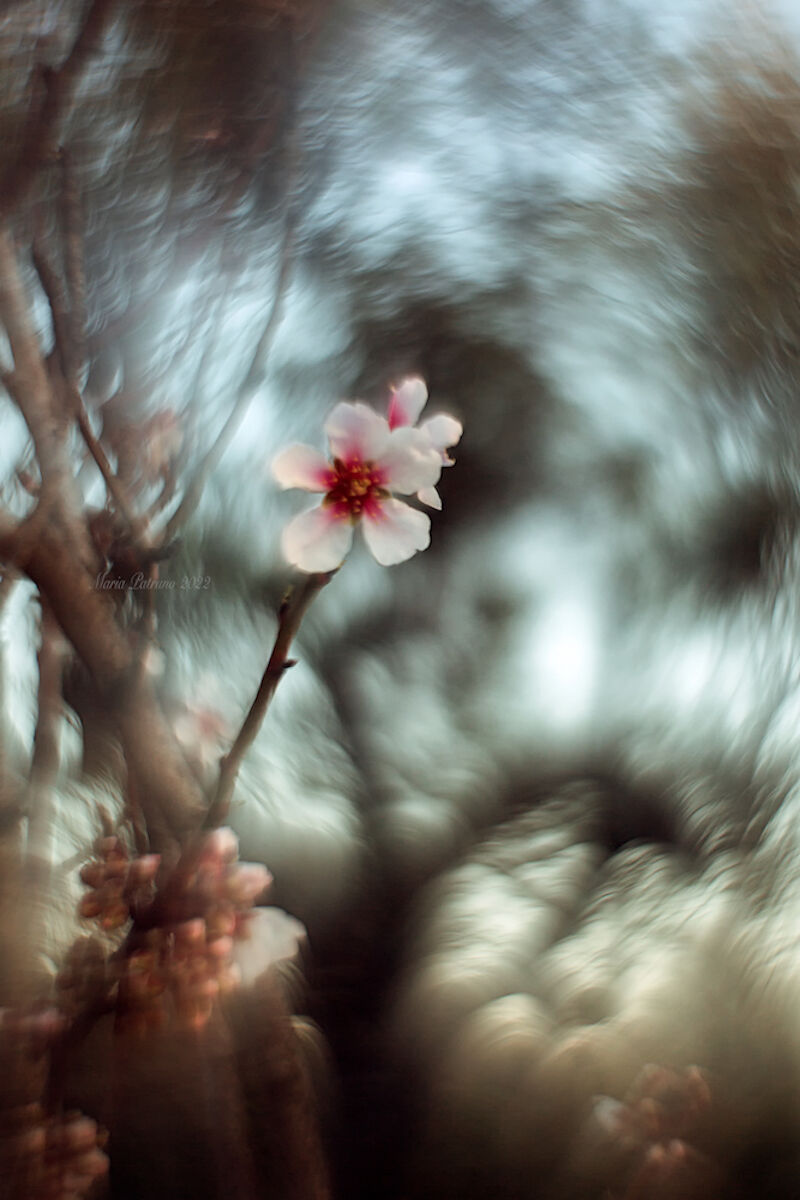 raccogliamo fiori da sparare coi cannoni