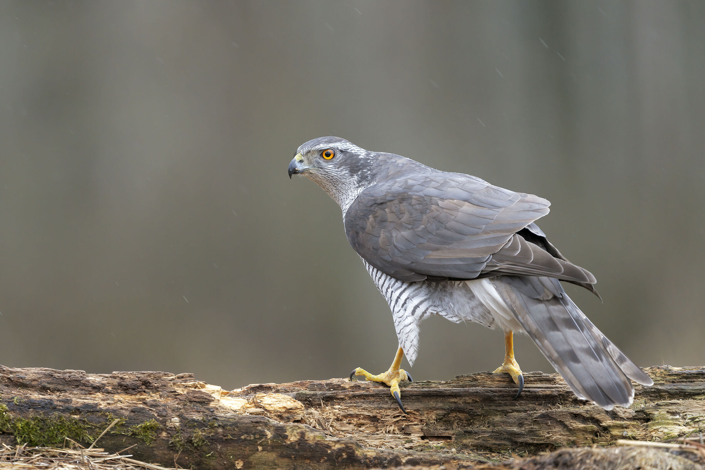 Goshawk.