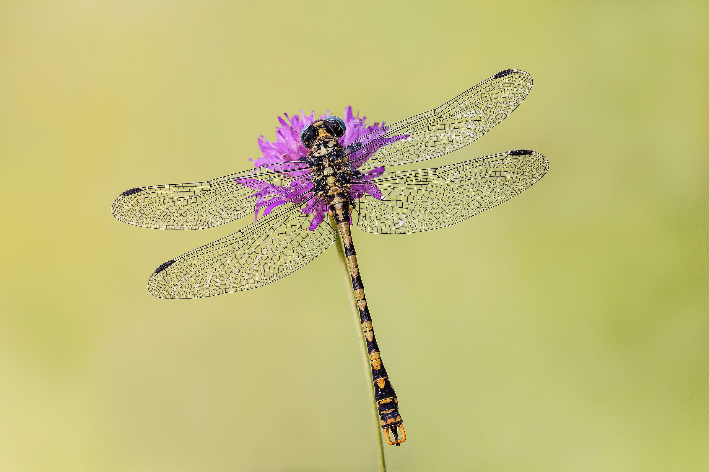 Onychogomphus uncatos