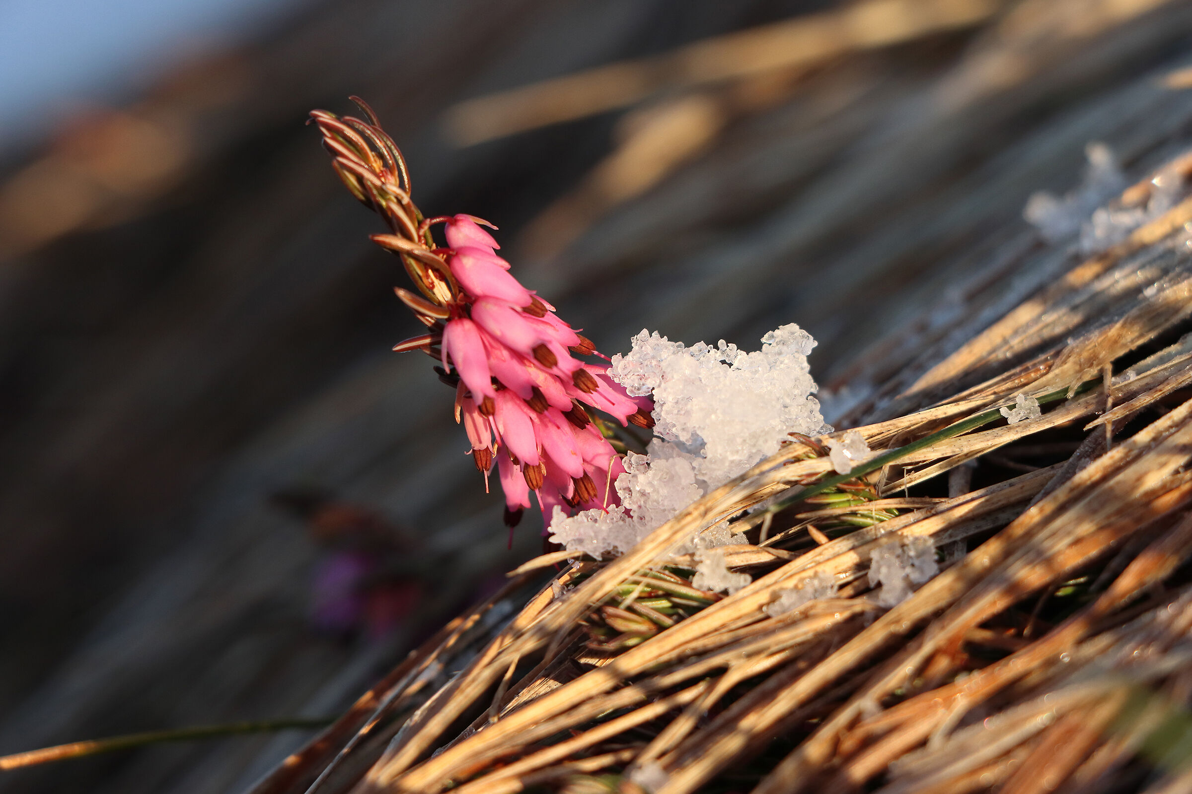 heather , winter flower
