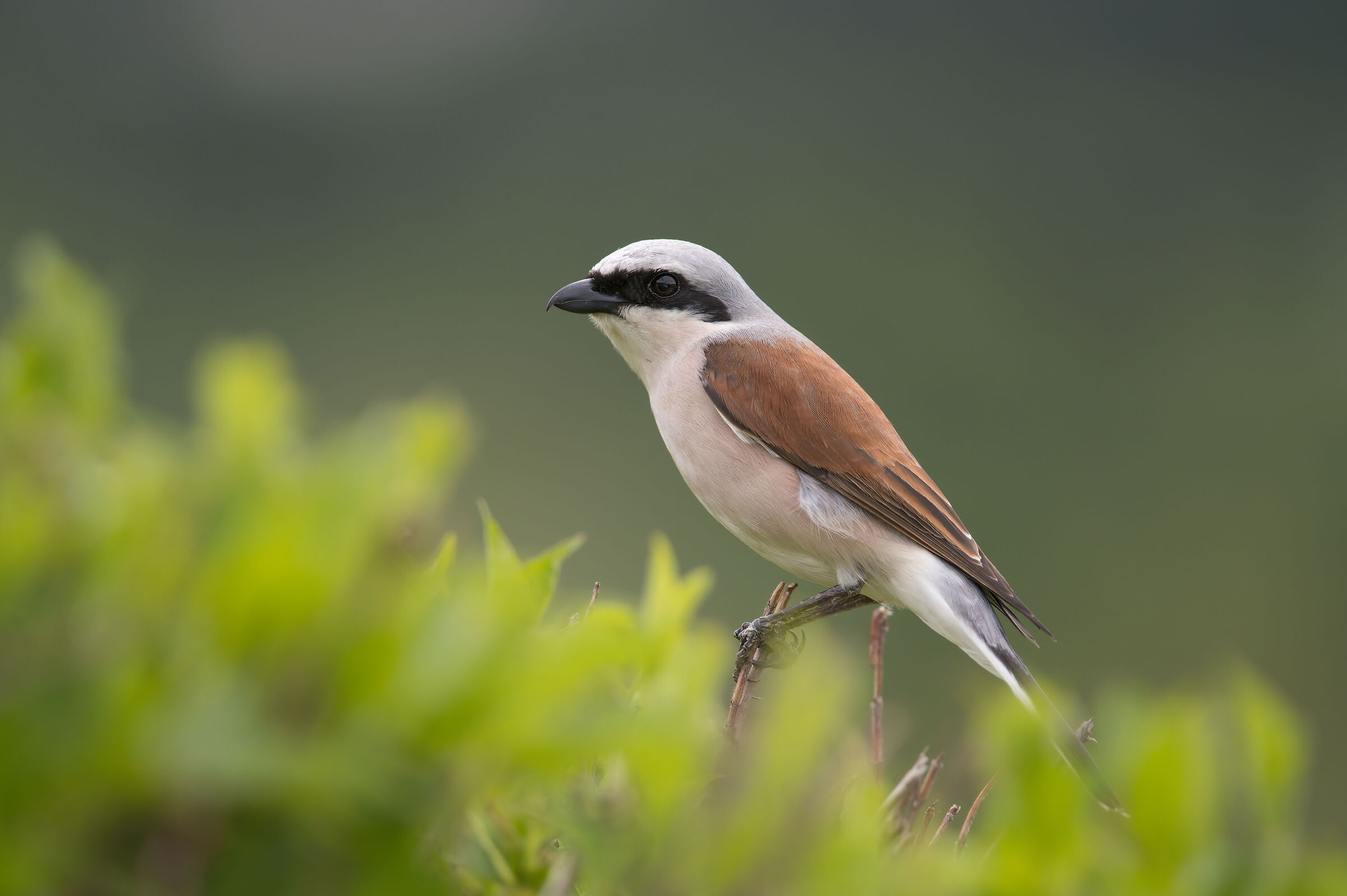 Maschio di Averla piccola