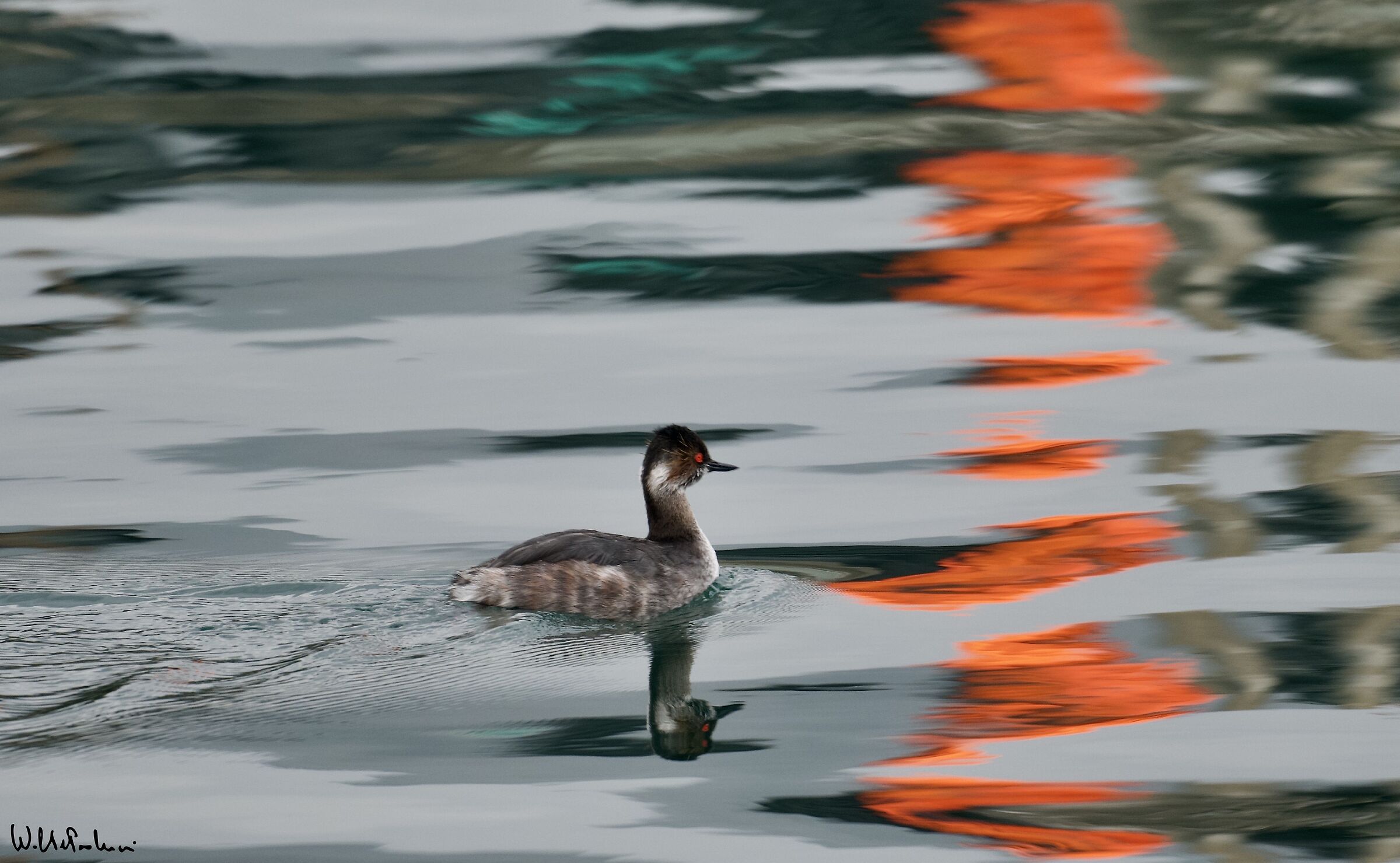 Lesser grebe and... the reflection 1