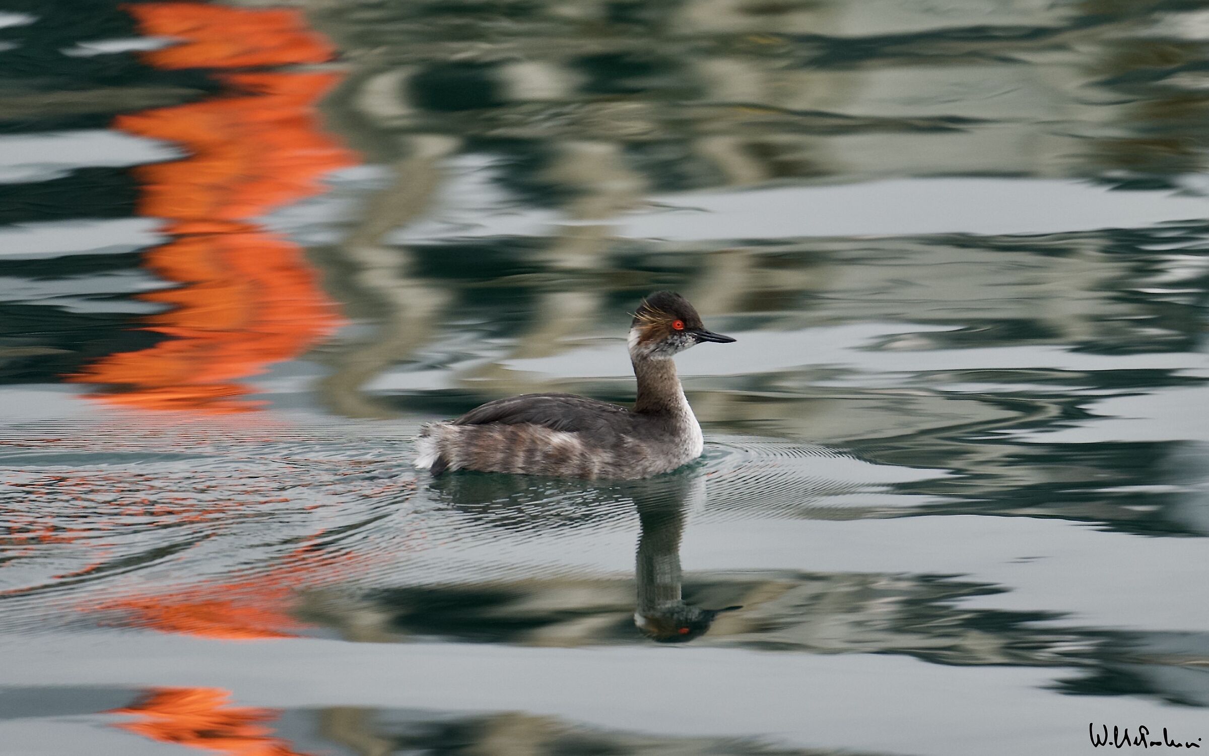 Lesser grebe and... the reflection 2