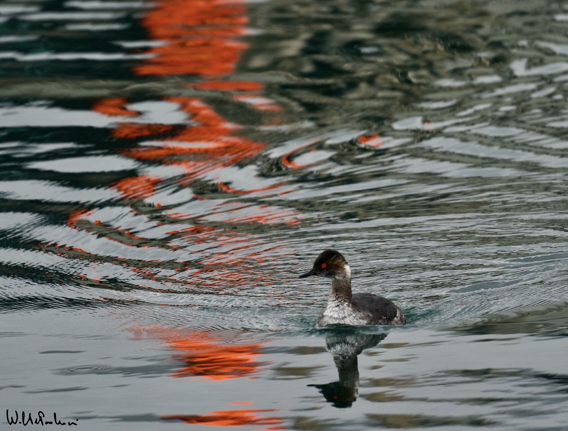 Lesser grebe and... the reflection 4
