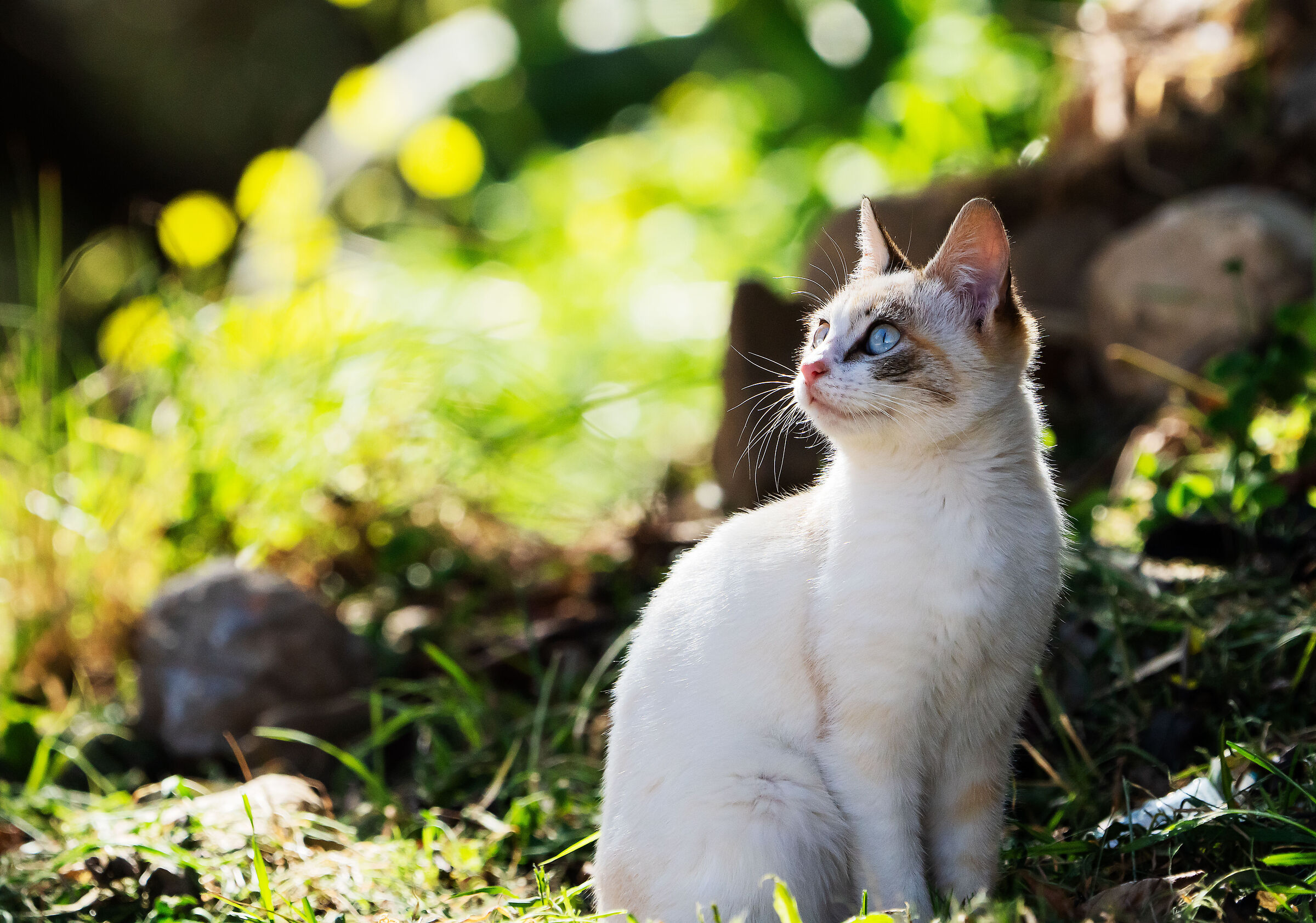 Street cat(beautiful)
