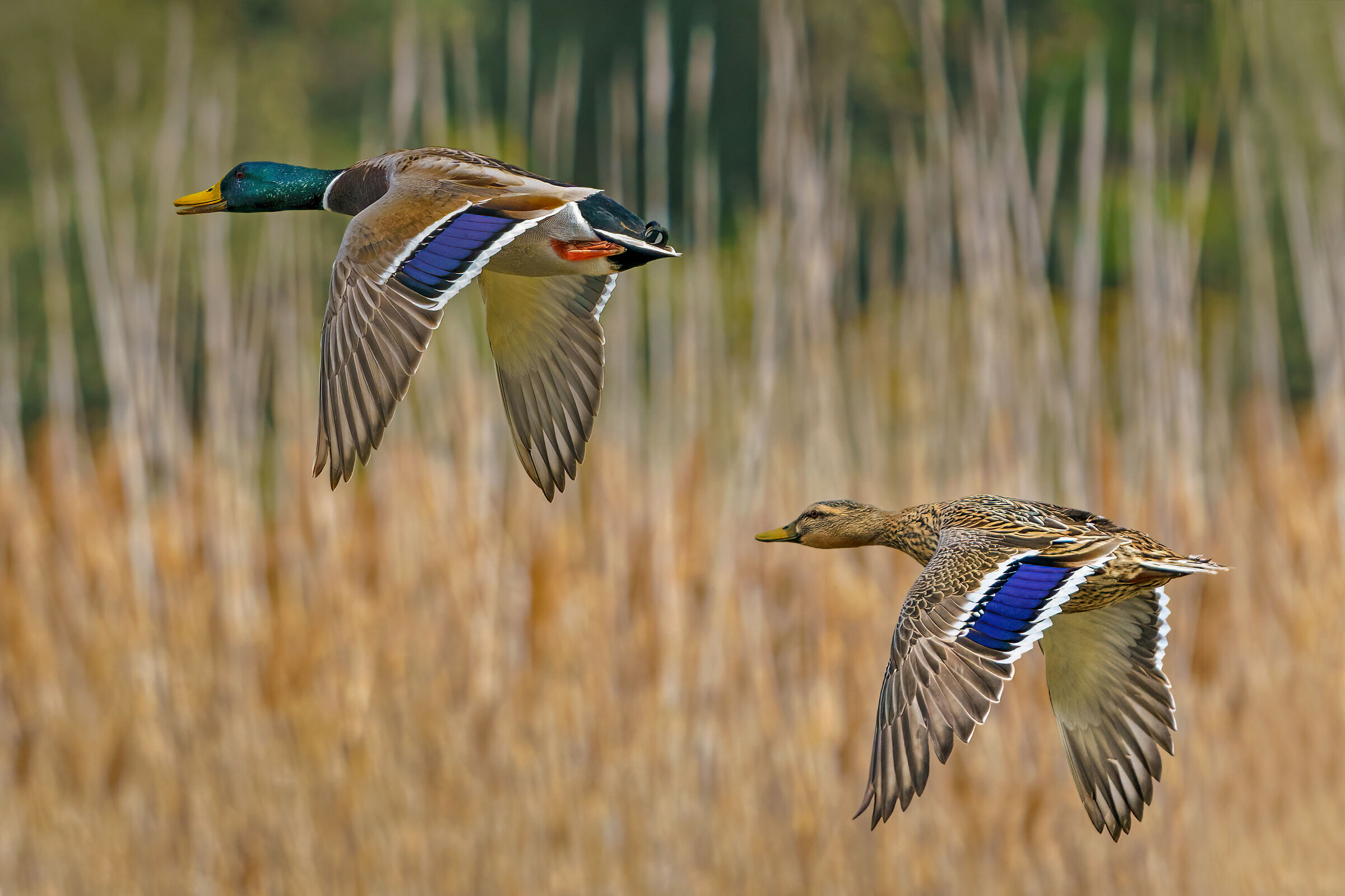Ducks in flight