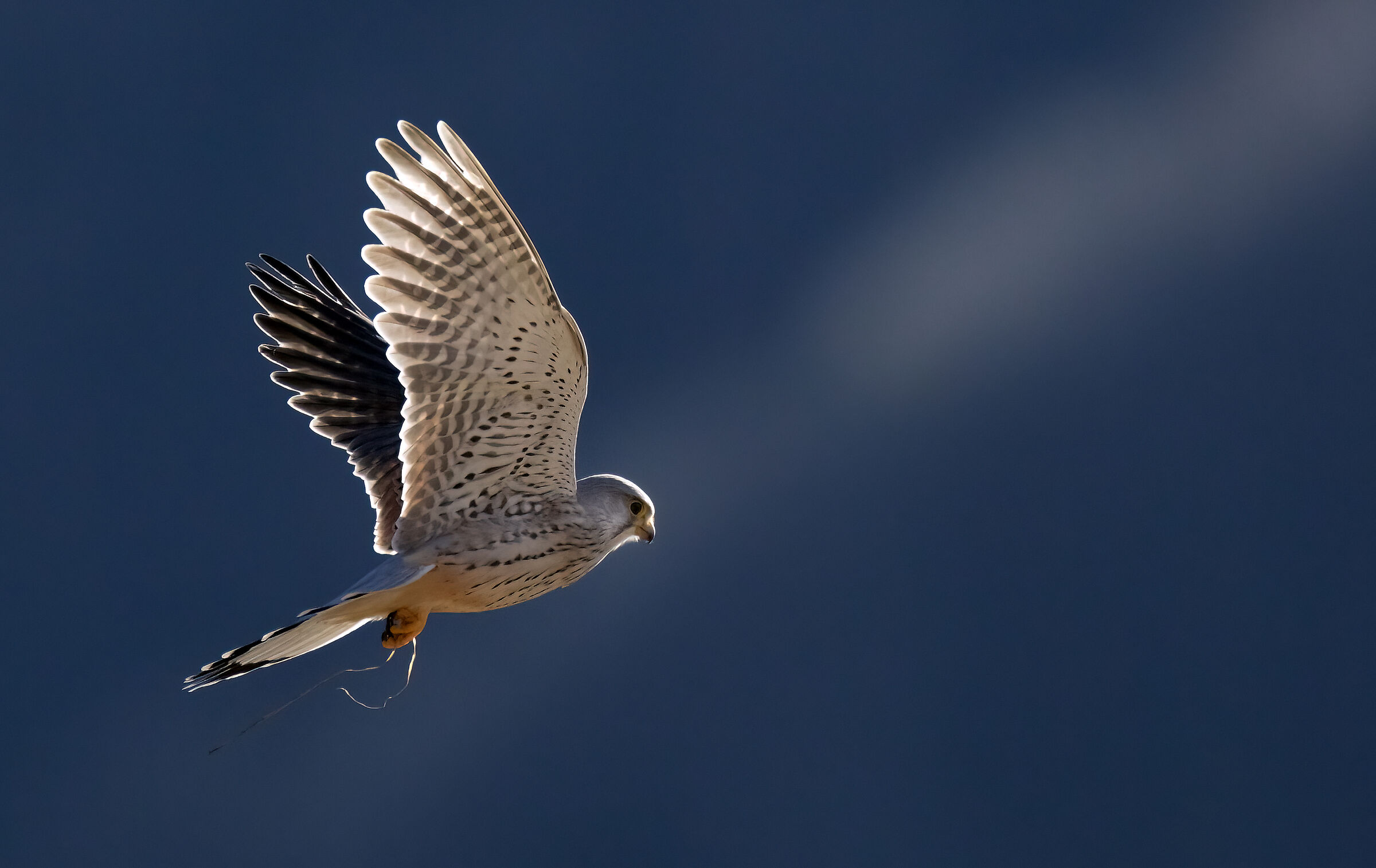 Male Kestrel 02/2022
