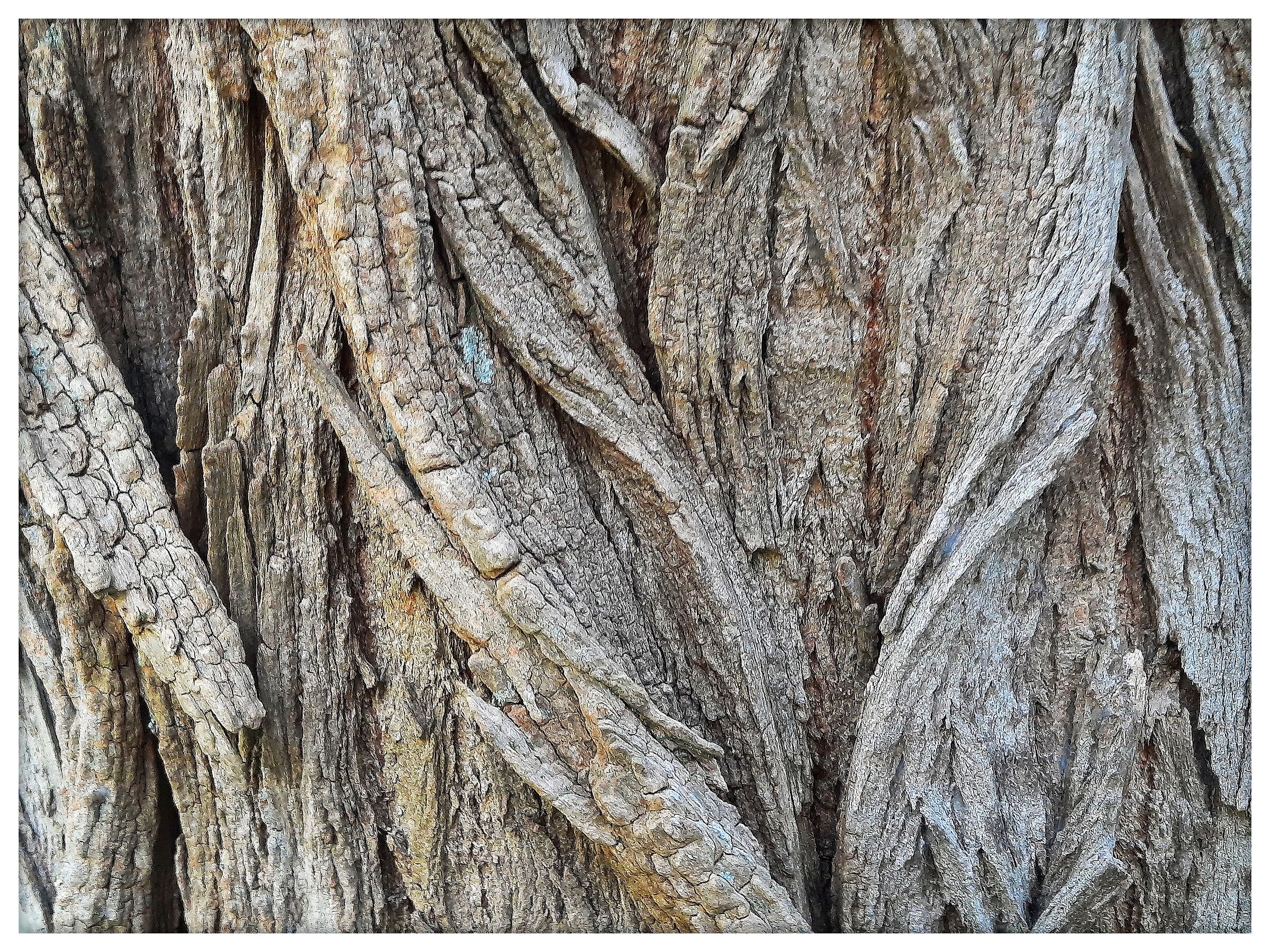 Cromatismi  Arborei