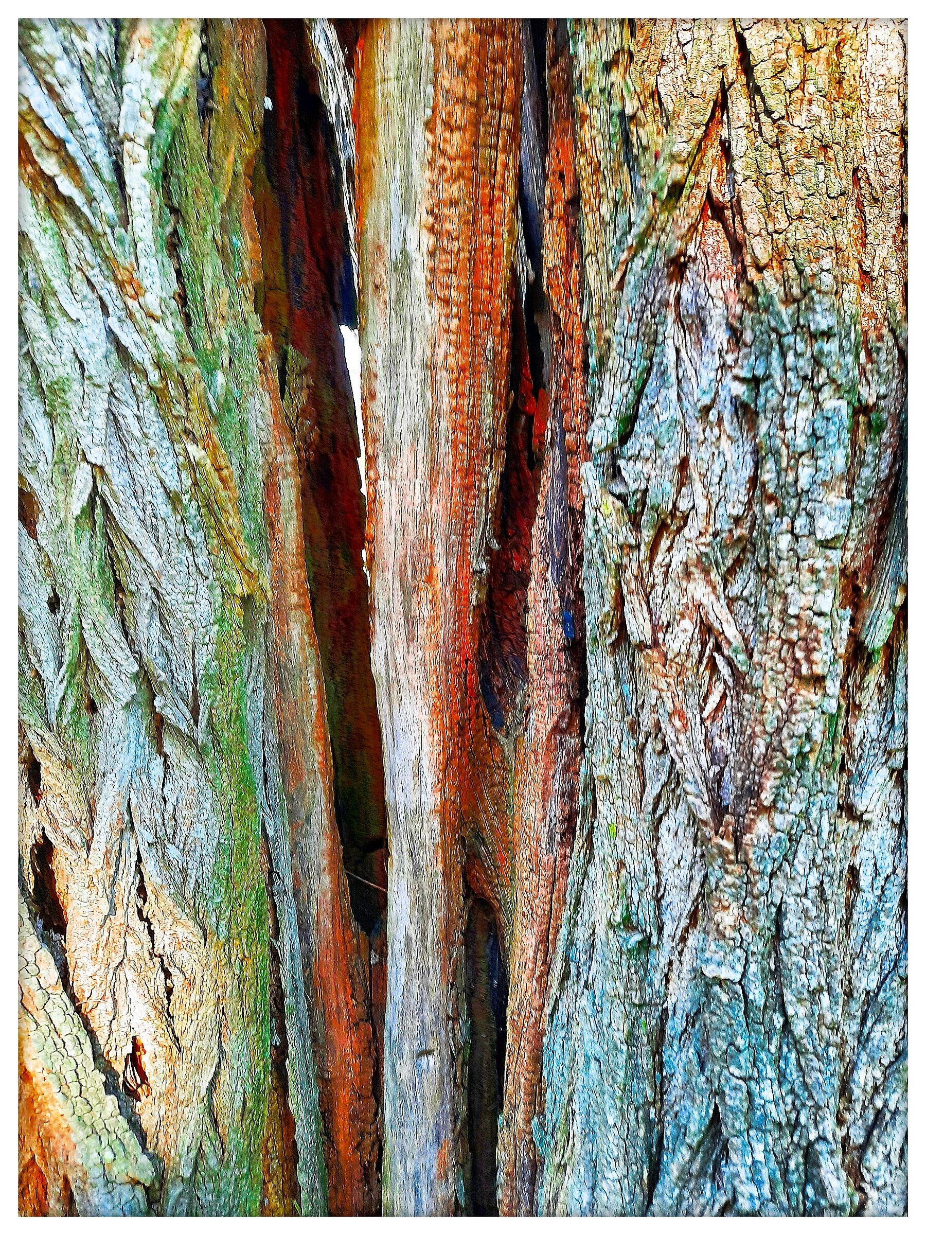 Cromatismi Arborei
