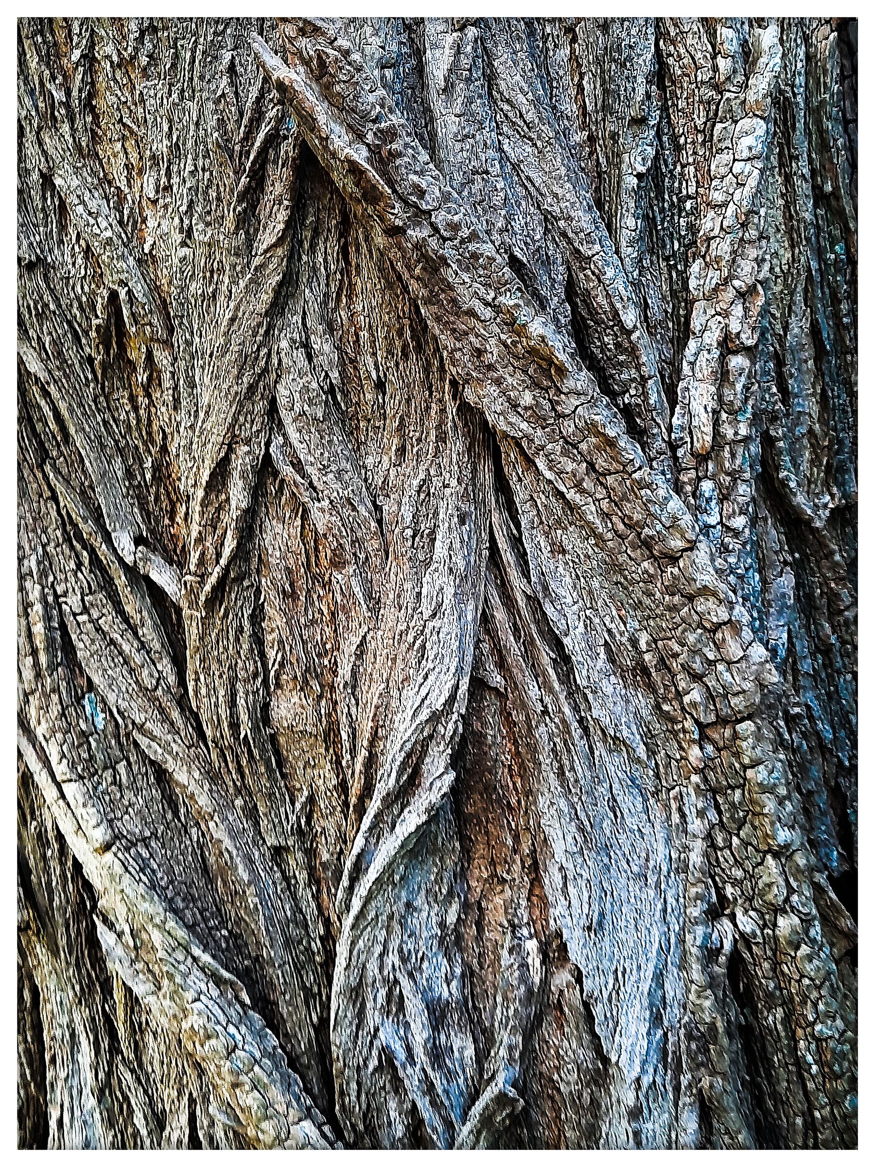 Cromatismi  Arborei