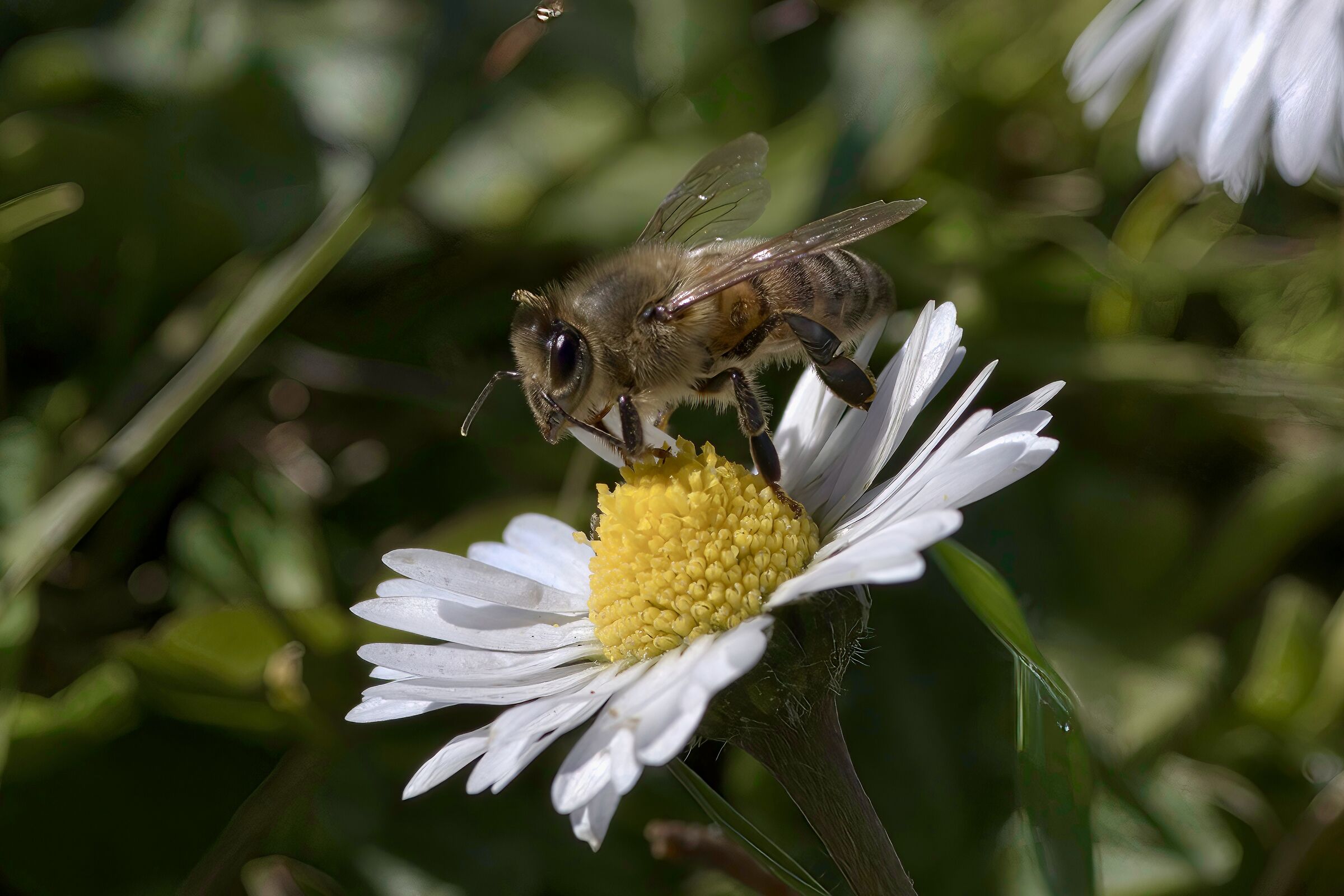 apis mellifera