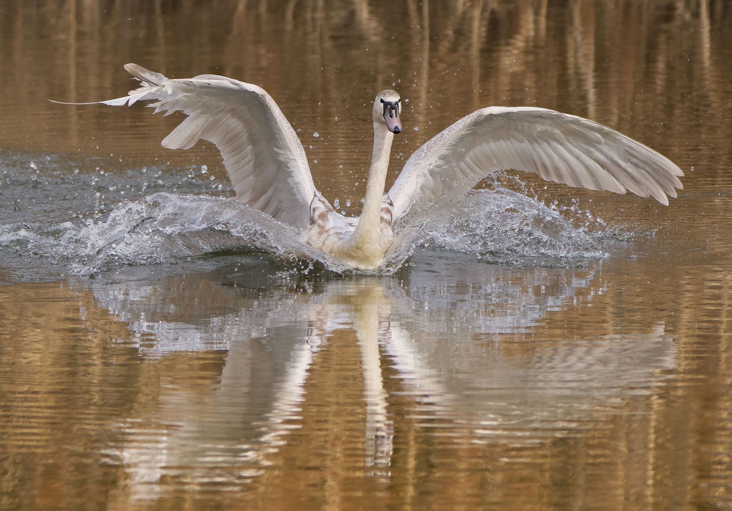Lo spettacolare atterraggio del cigno