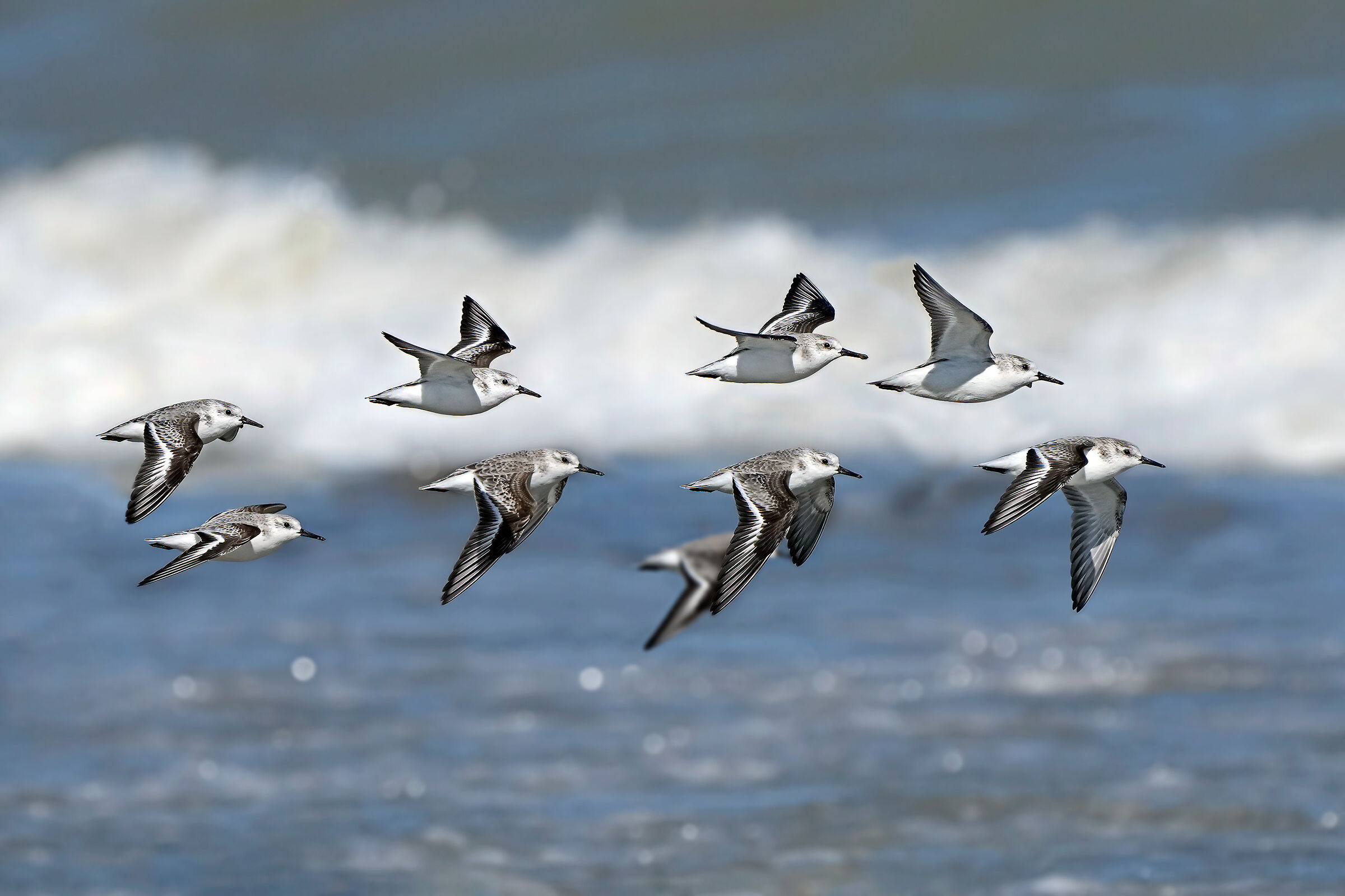 Three-toed piovanelli