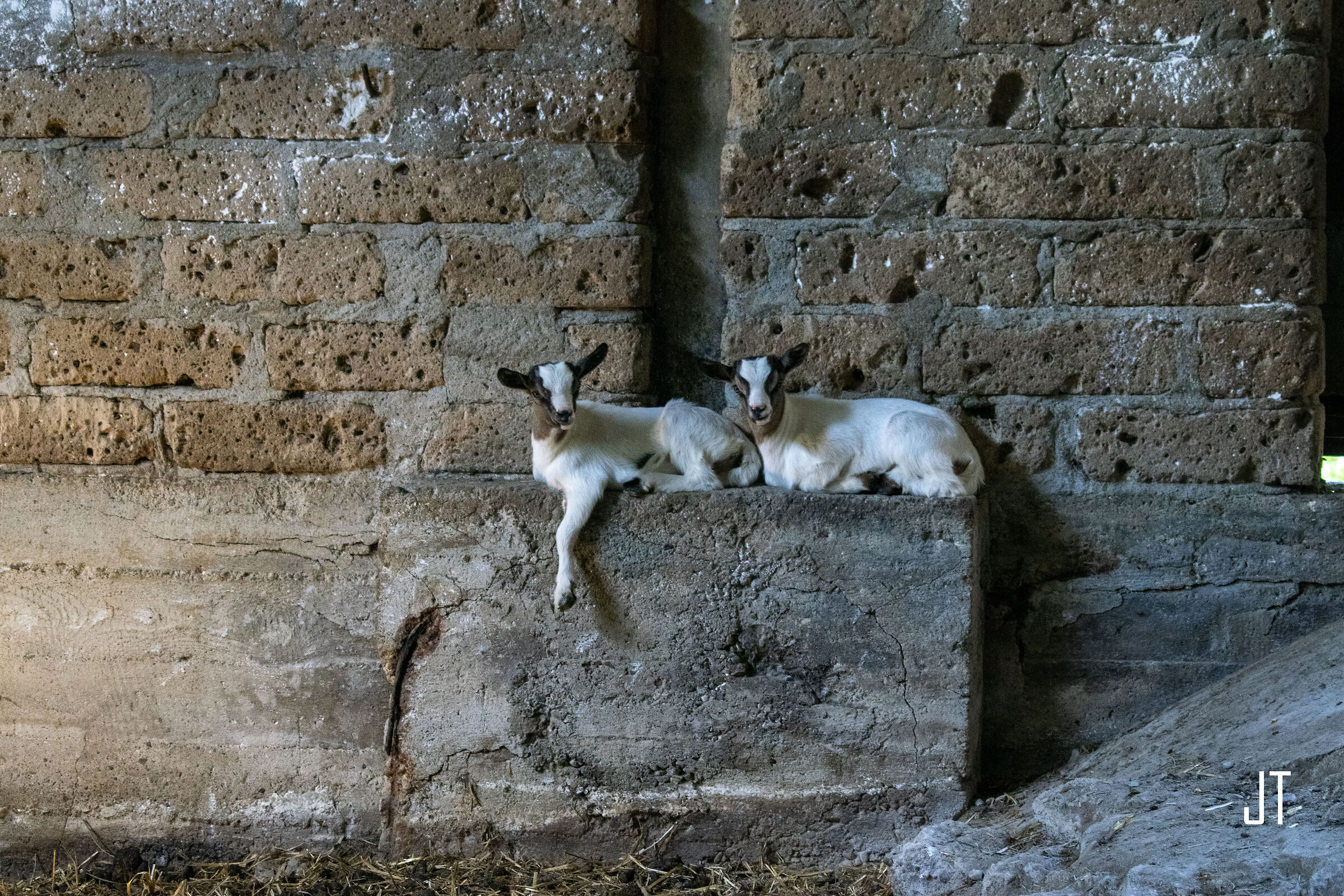 Quasi da Presepe