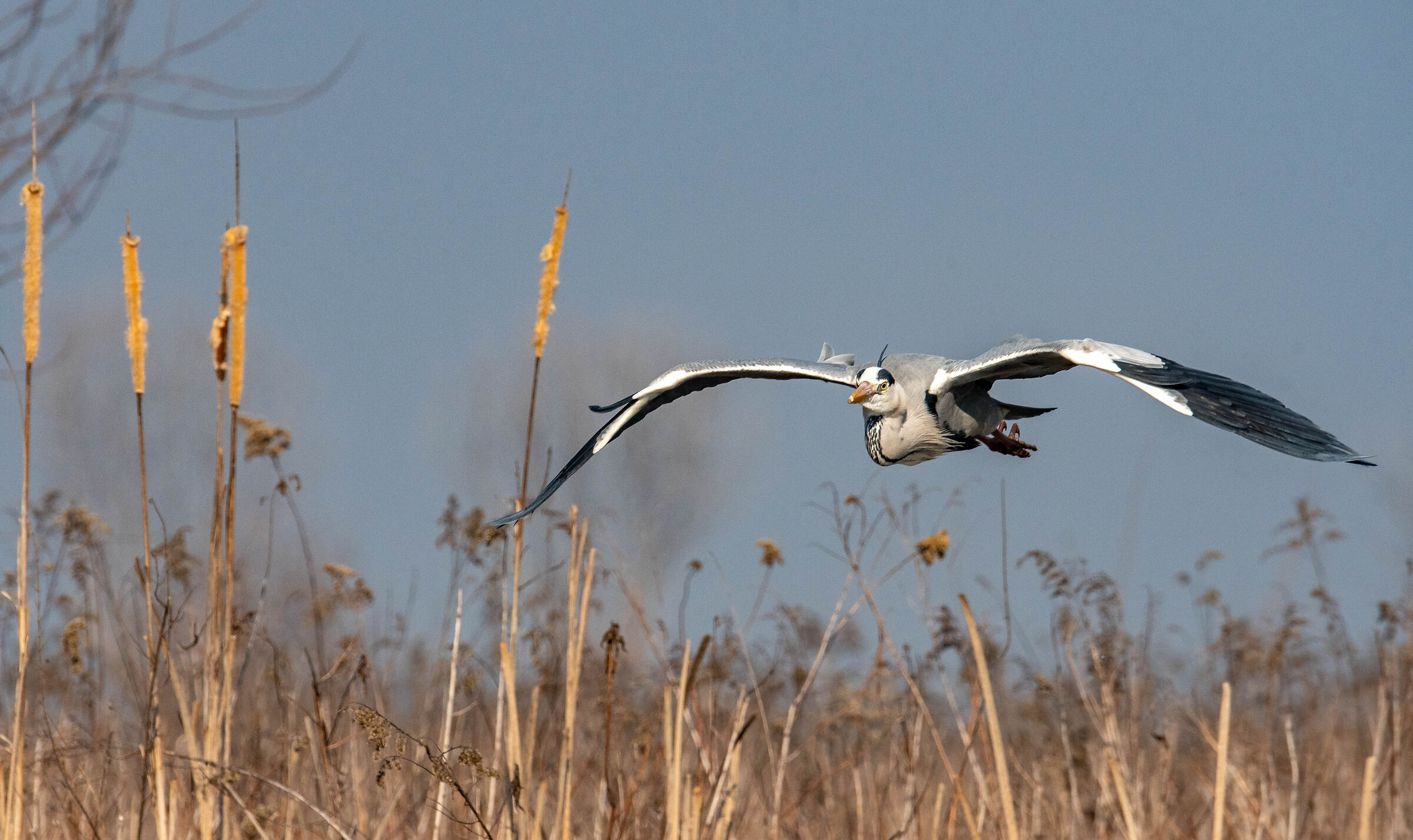 Grey heron