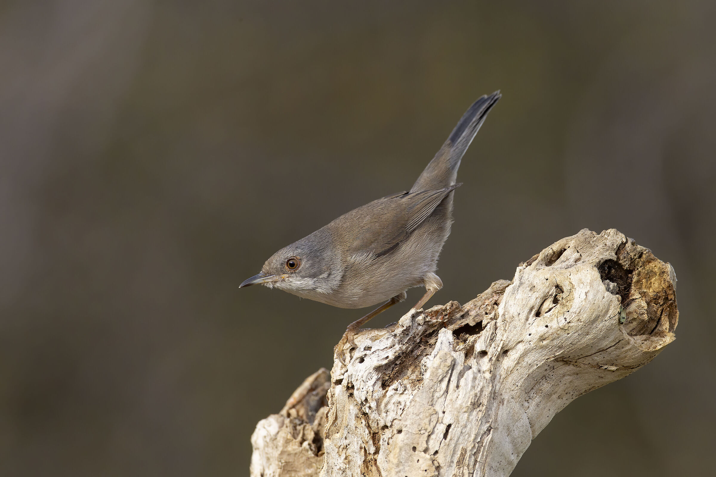 Occhiocotto (Sylvia melanocephala) ?
