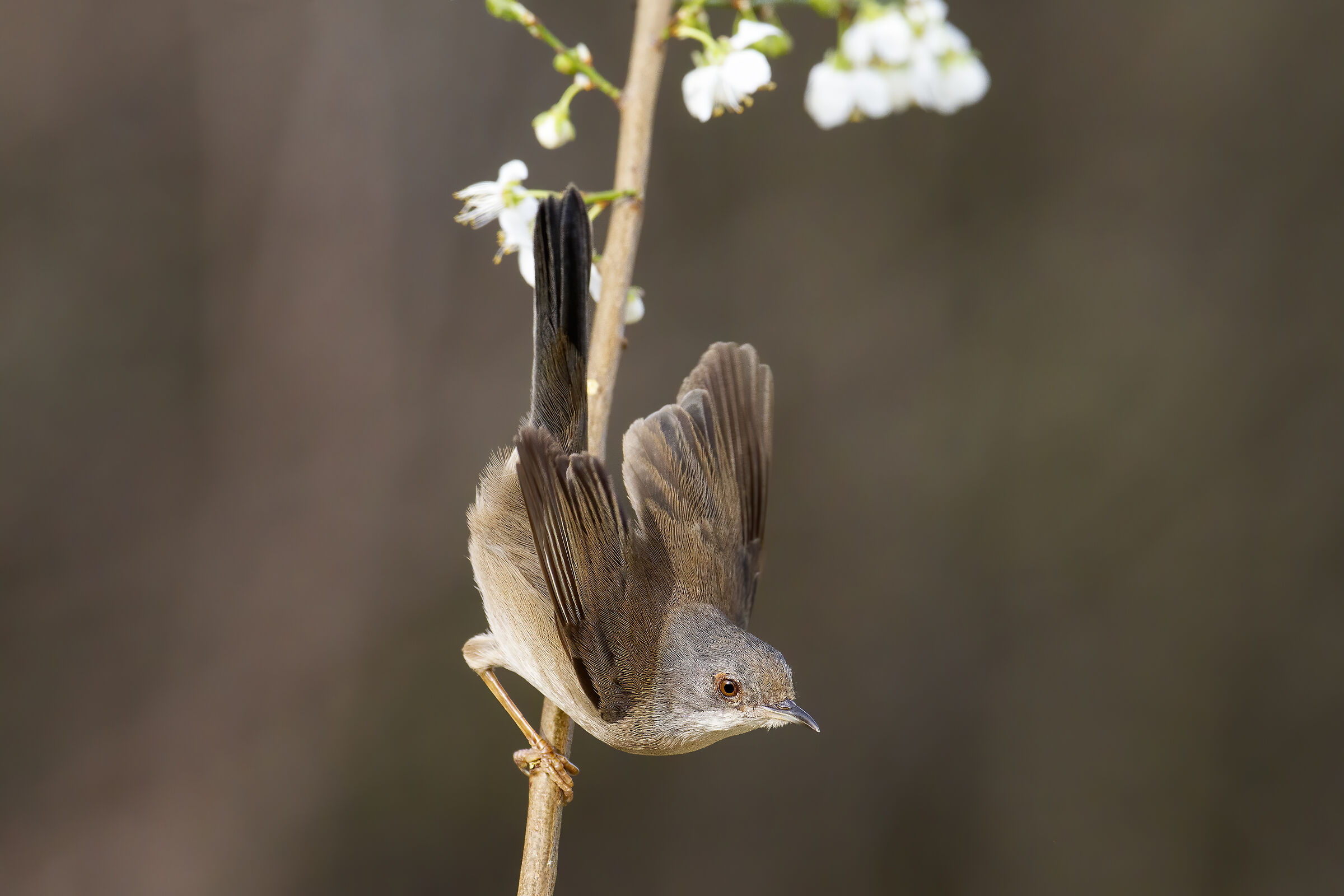 Occhiocotto (Sylvia melanocephala) ?