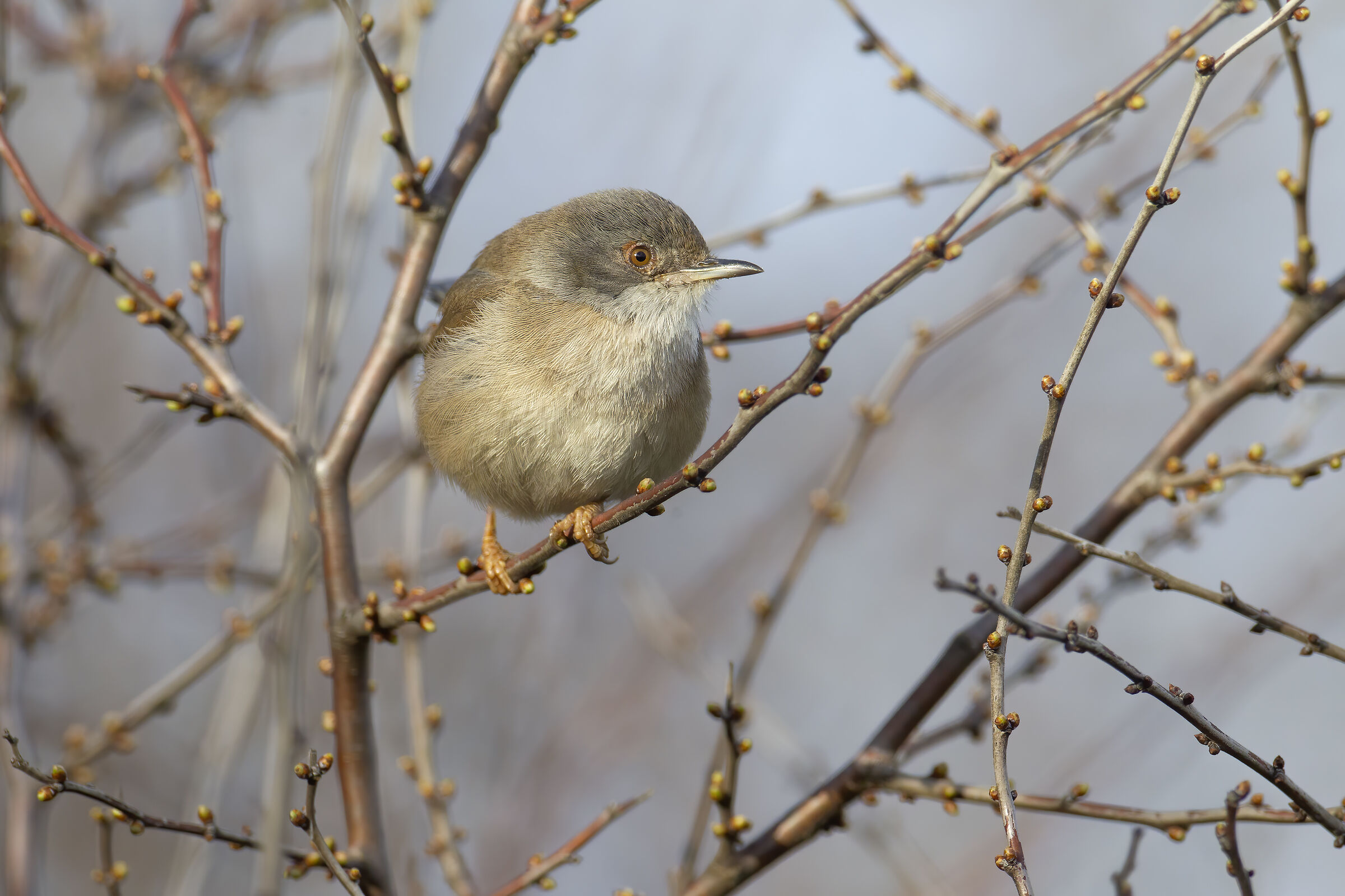 Occhiocotto (Sylvia melanocephala) &female;