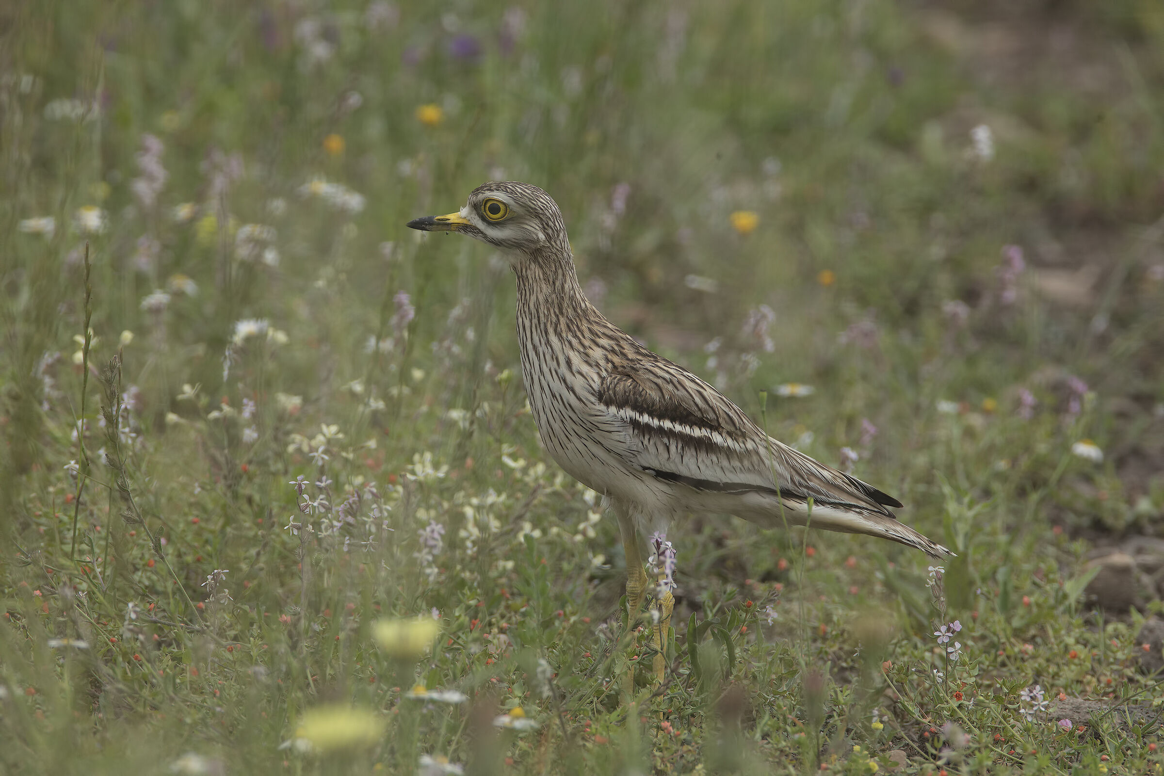 occhione (burhinus oedicnemus)