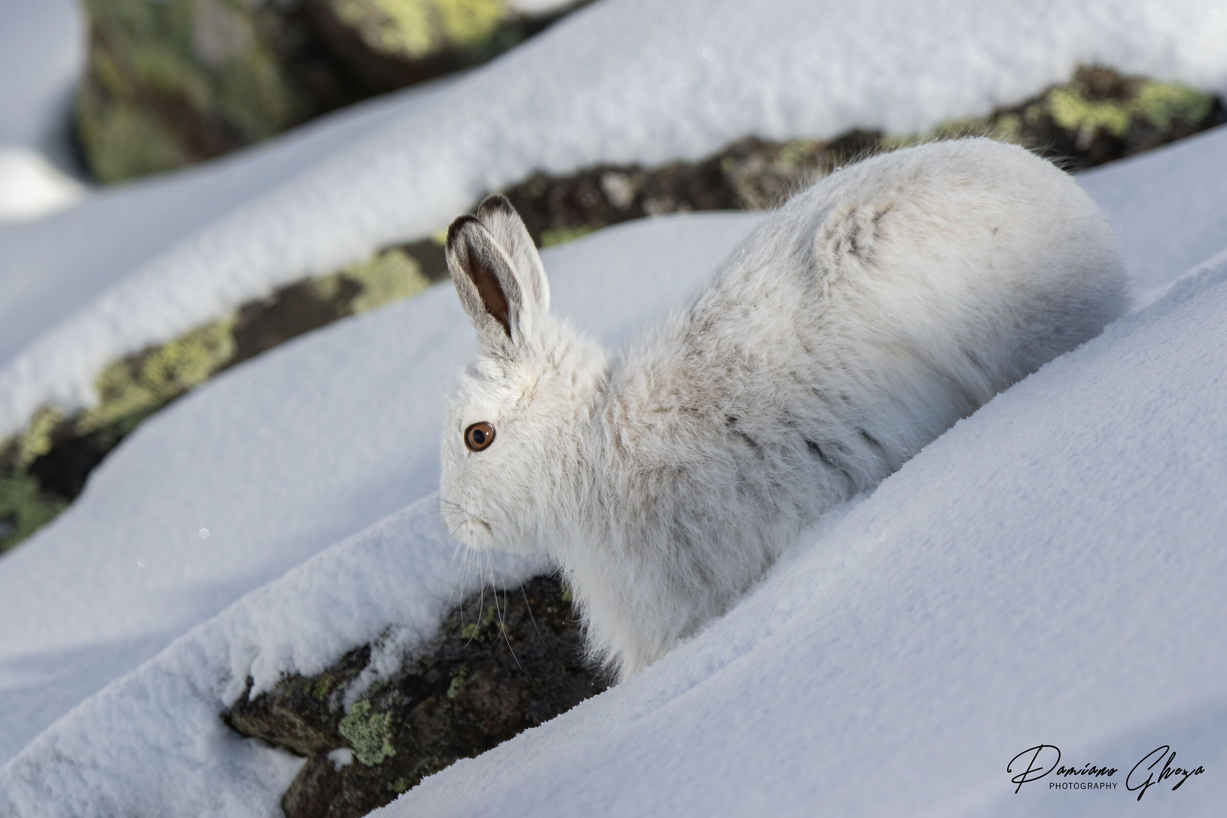 Variable hare