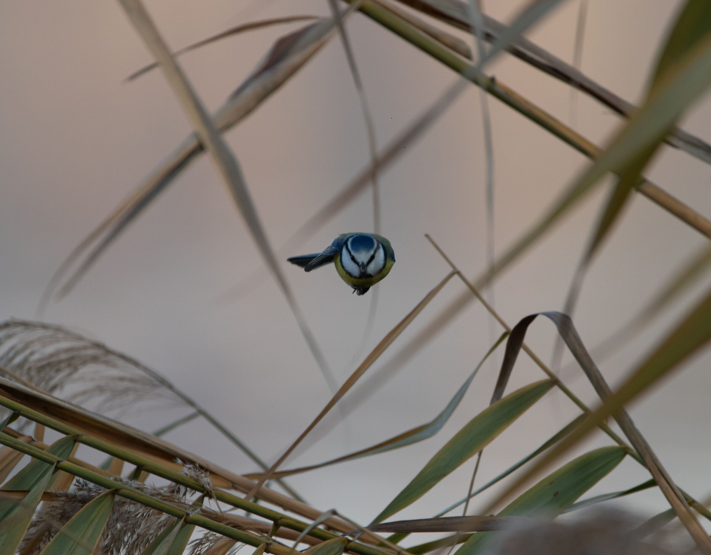 The only missile we want to see