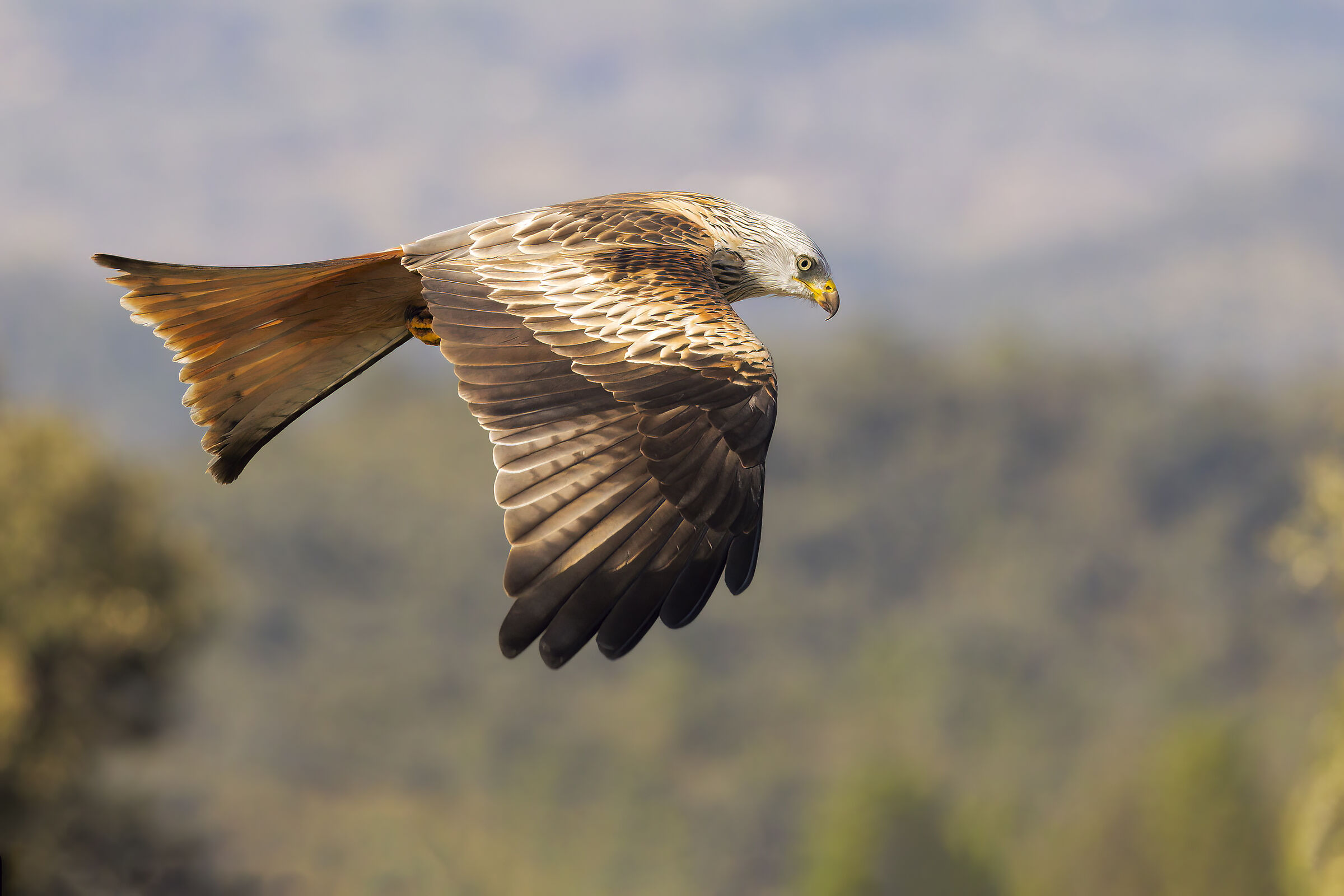 Red kite