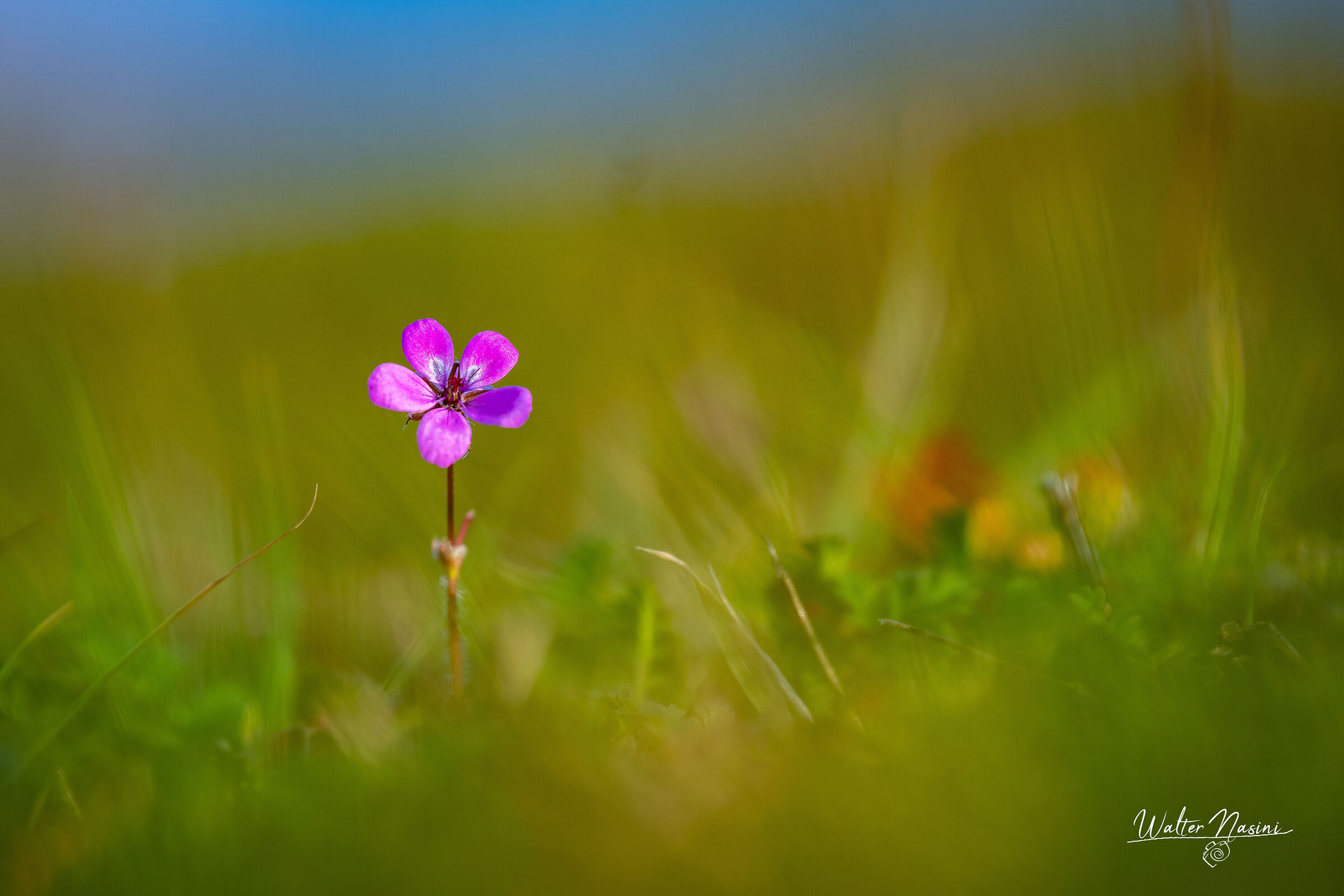 in attesa della primavera