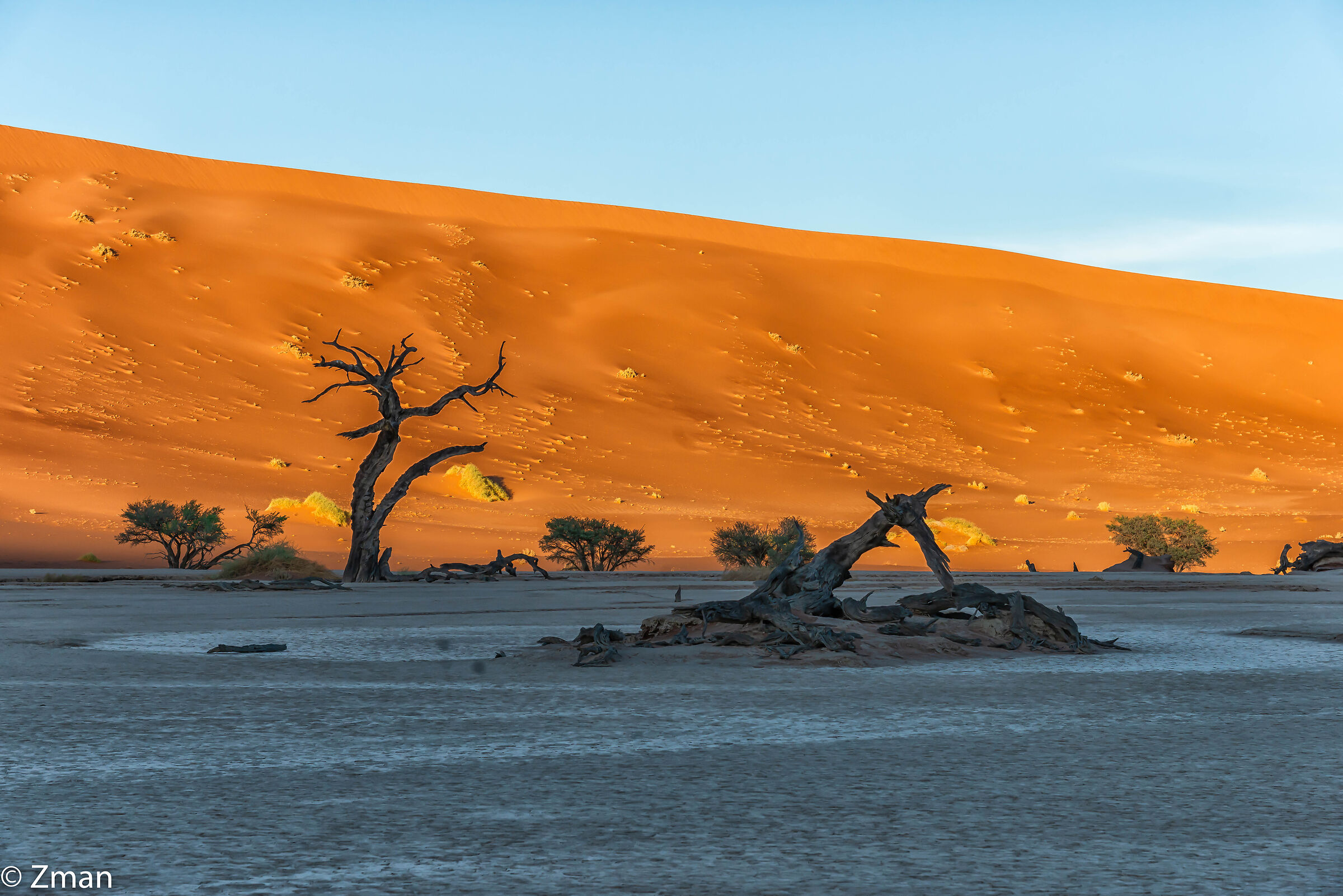 Alberi di acacia morti a Deadflei Namibia