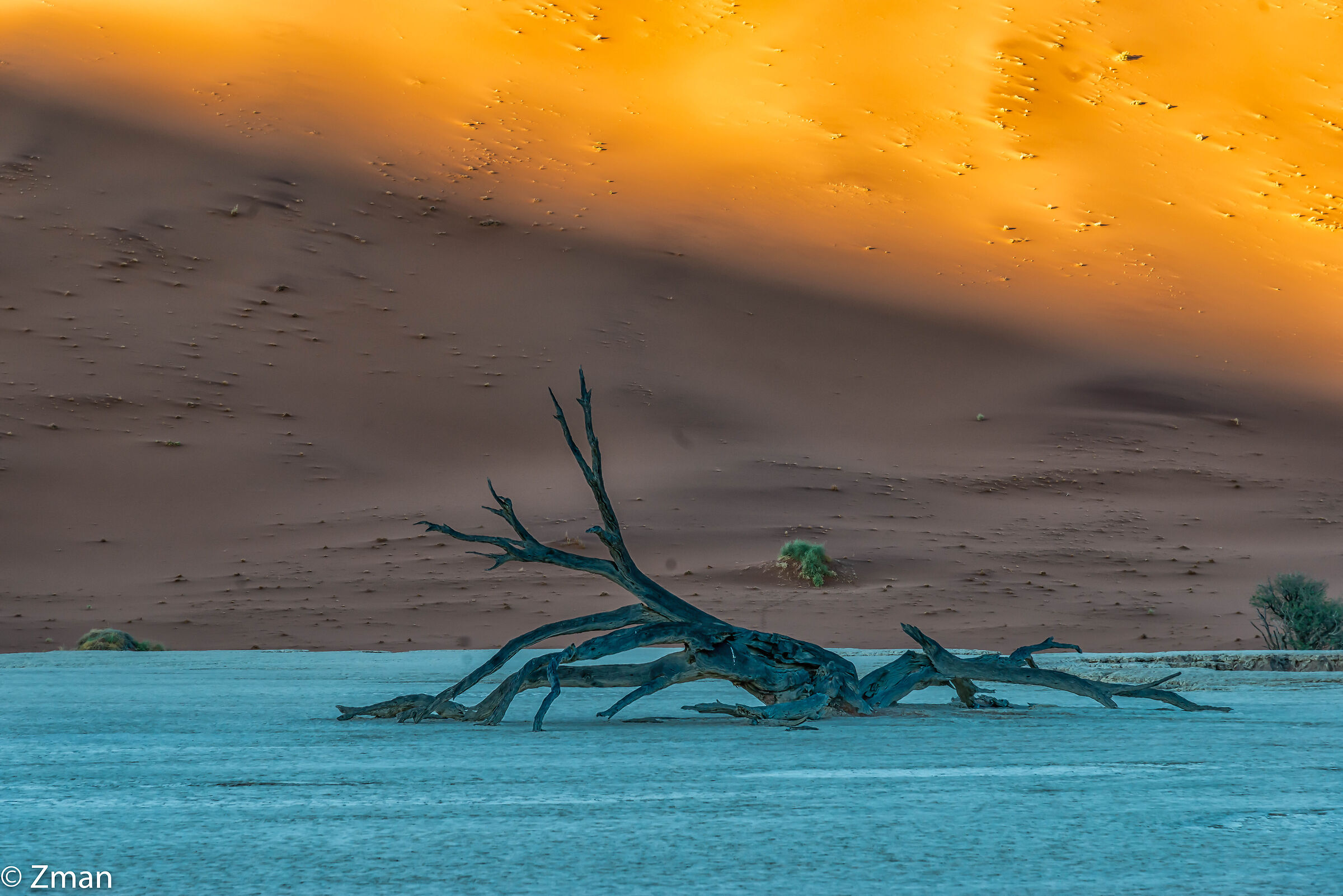 Alberi di acacia morti a Deadflei Namibia